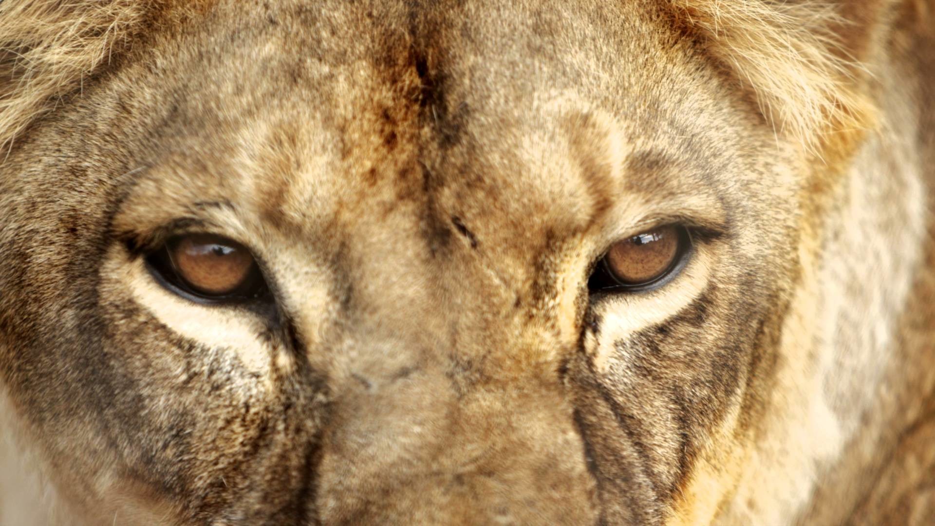 Download The Lion's Roar Wallpaper - Lions Eyes Close Up , HD Wallpaper & Backgrounds