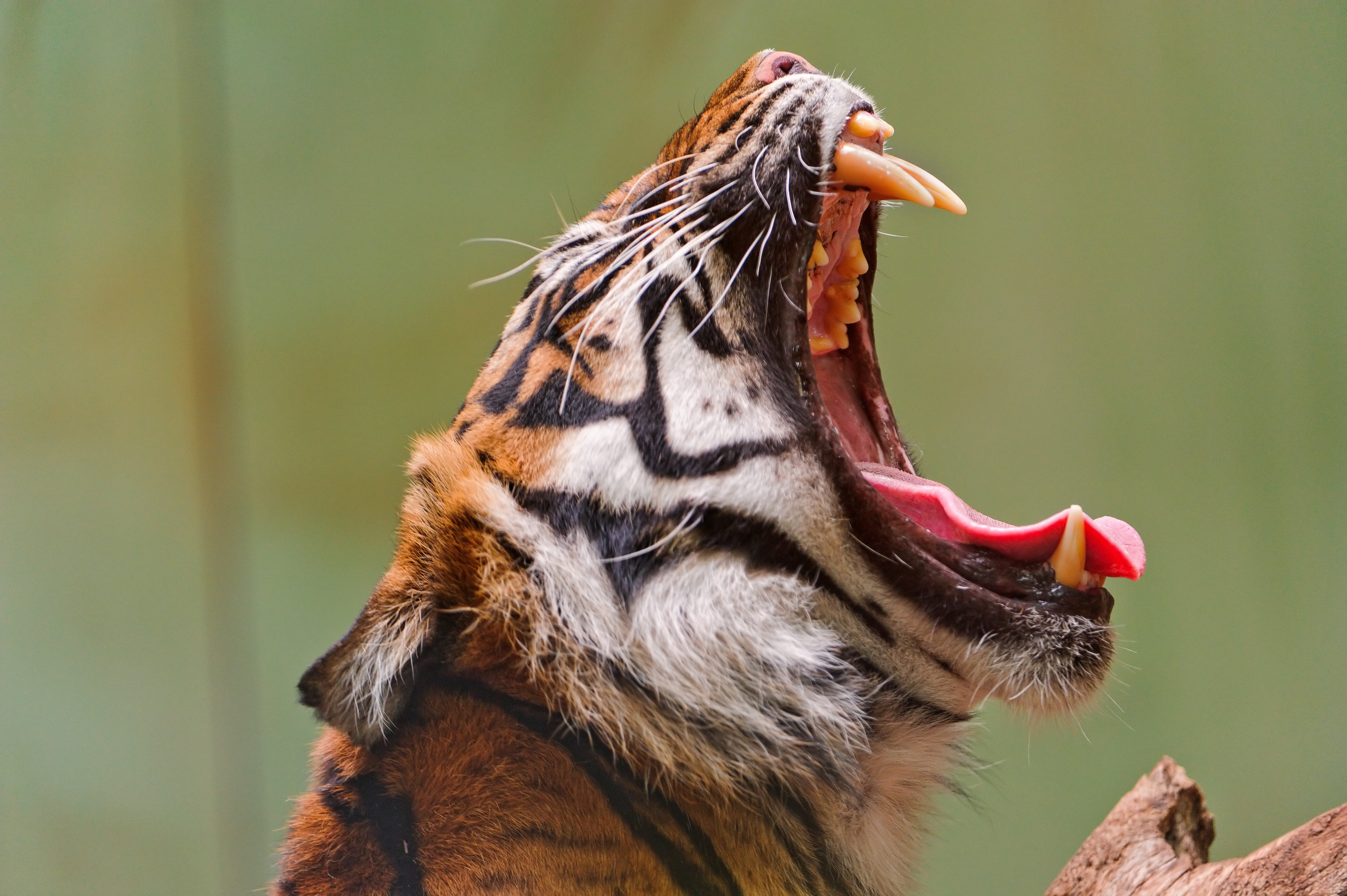 Tiger Roaring During Daytime Hd Wallpaper - Tigers With Open Mouths , HD Wallpaper & Backgrounds