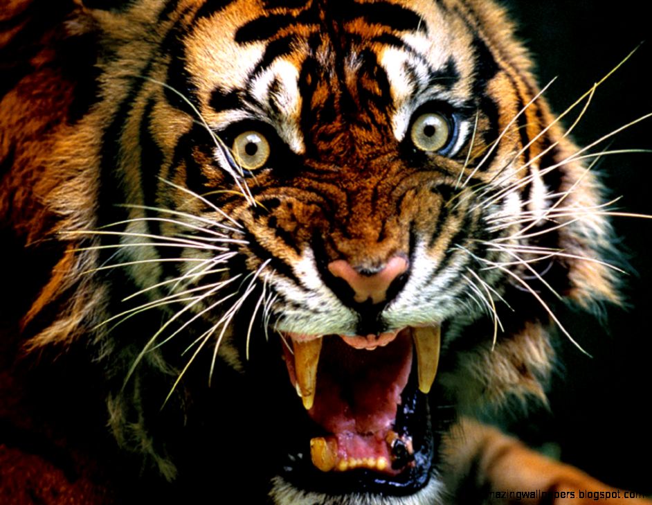 View Original Size - Angry Tiger , HD Wallpaper & Backgrounds