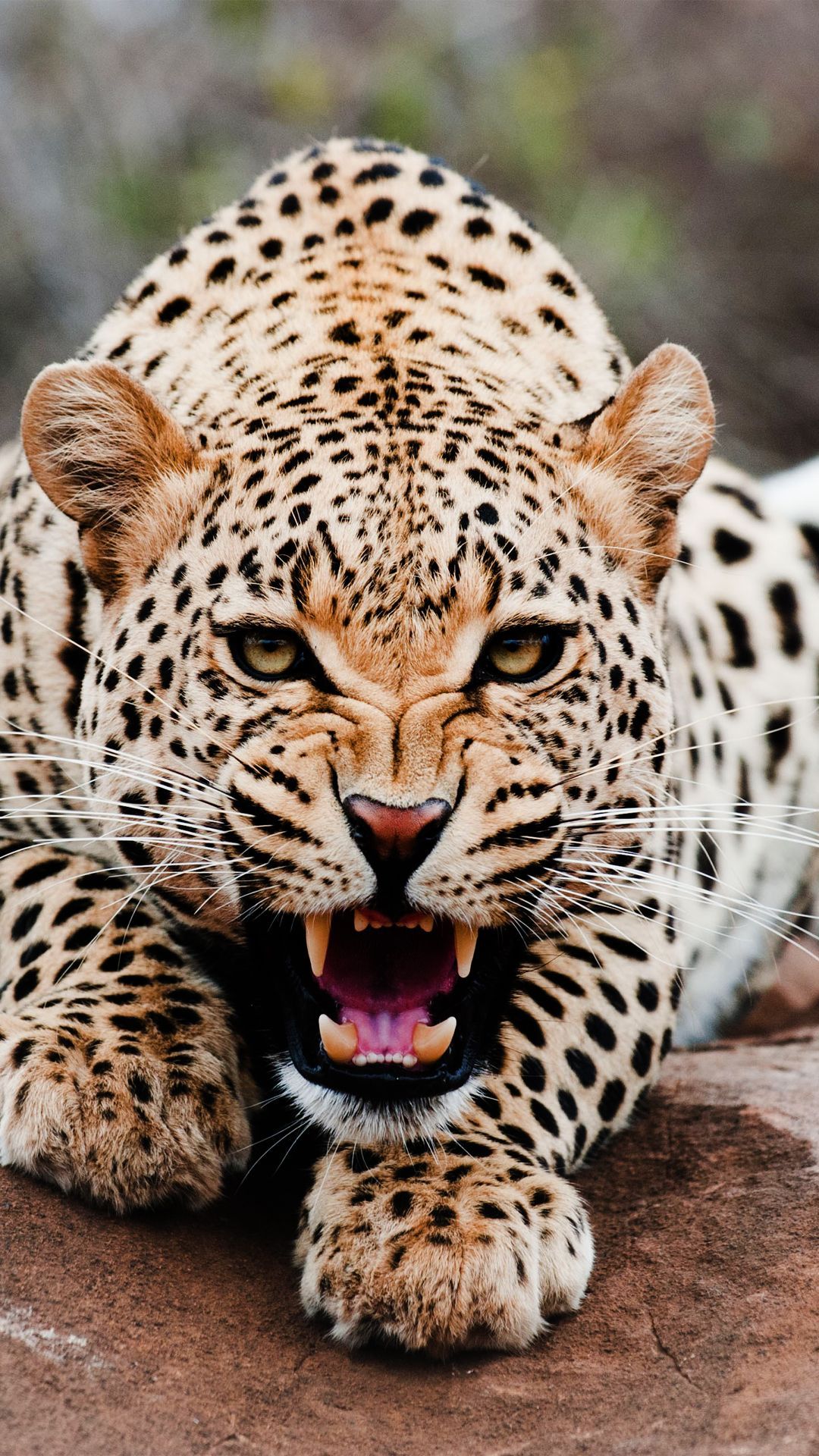 Roaring Leopard Htc One Wallpaper - Roaring Leopard , HD Wallpaper & Backgrounds