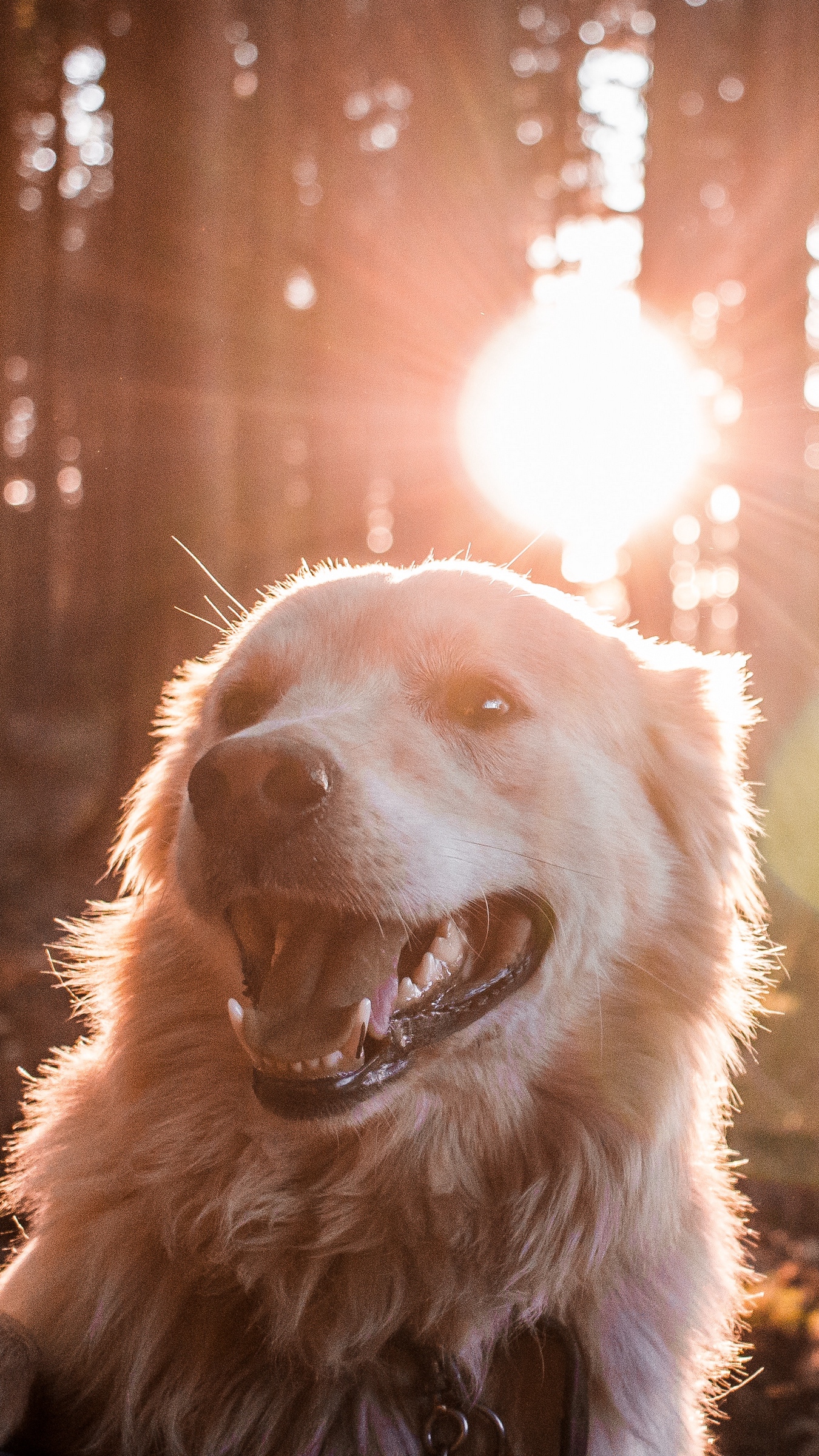 Wallpaper Dog, Sunlight, Happy, Forest - Happy Dog Wallpaper Phone , HD Wallpaper & Backgrounds