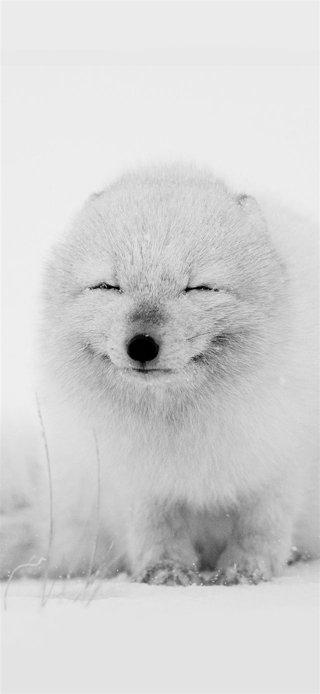 Arctic Fox Happy Moment Iphone X Wallpaper - Arctic Fox Wallpaper Iphone , HD Wallpaper & Backgrounds
