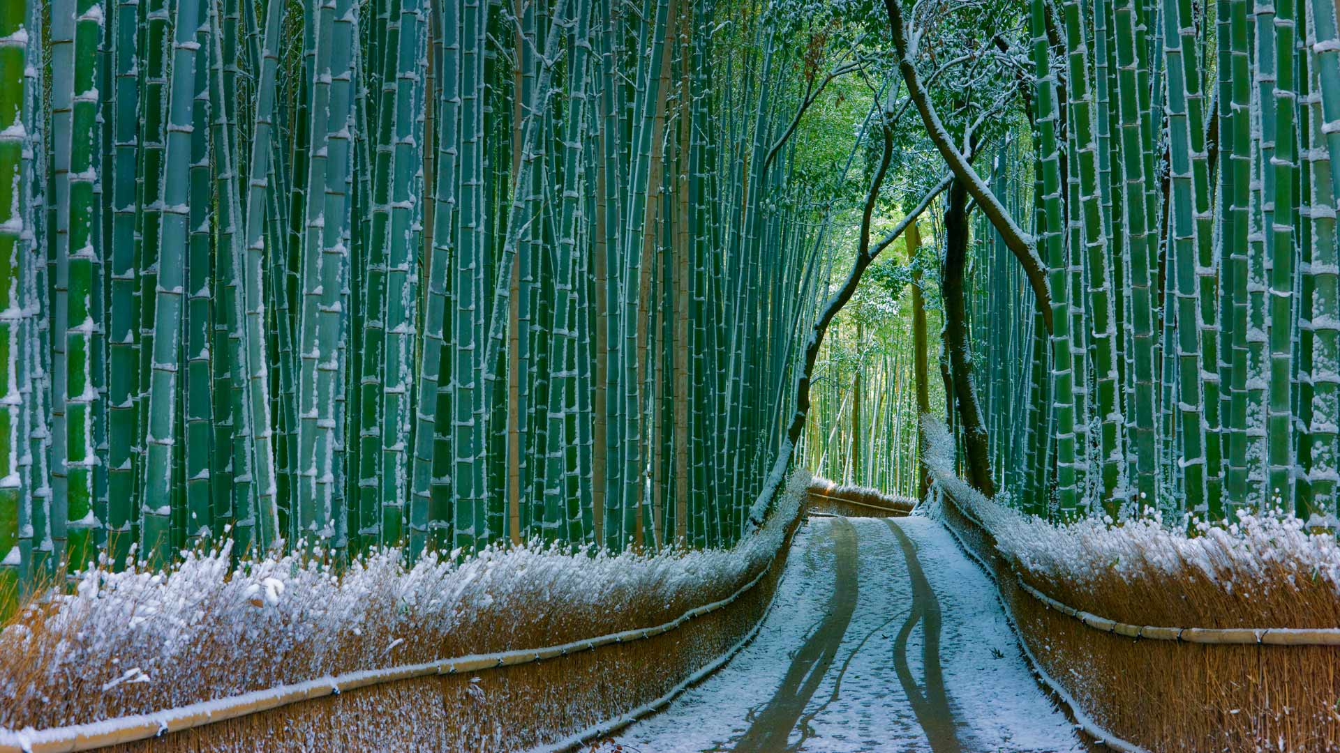 Mobile - Arashiyama Bamboo Forest Winter , HD Wallpaper & Backgrounds
