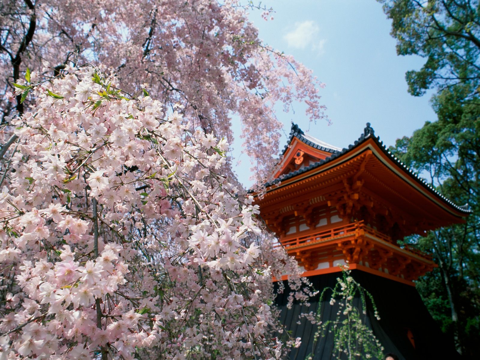 Cherry Blossoms, Ninnaji Temple, Kyoto, Japan Wallpapers - Cherry Blossom Japanese Temple , HD Wallpaper & Backgrounds
