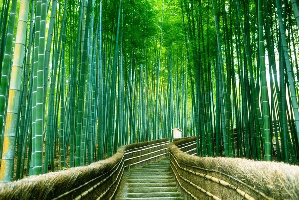 Arashiyama Bamboo Grove Kyoto, Japan 4k Ultrahd Wallpaper - Rừng Tre Sagano , HD Wallpaper & Backgrounds