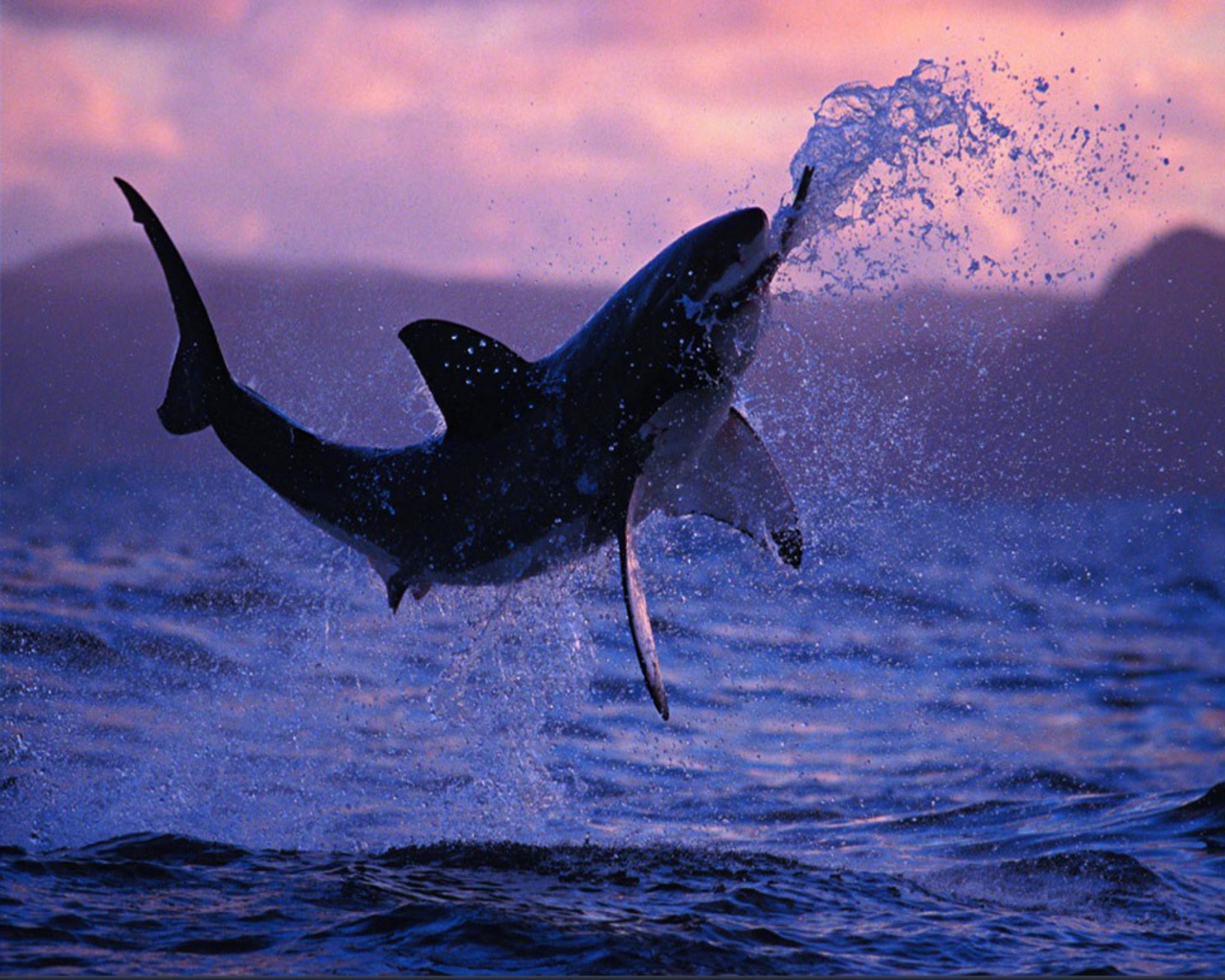 Wallpaper-1212501 - Great White Shark Breaching , HD Wallpaper & Backgrounds