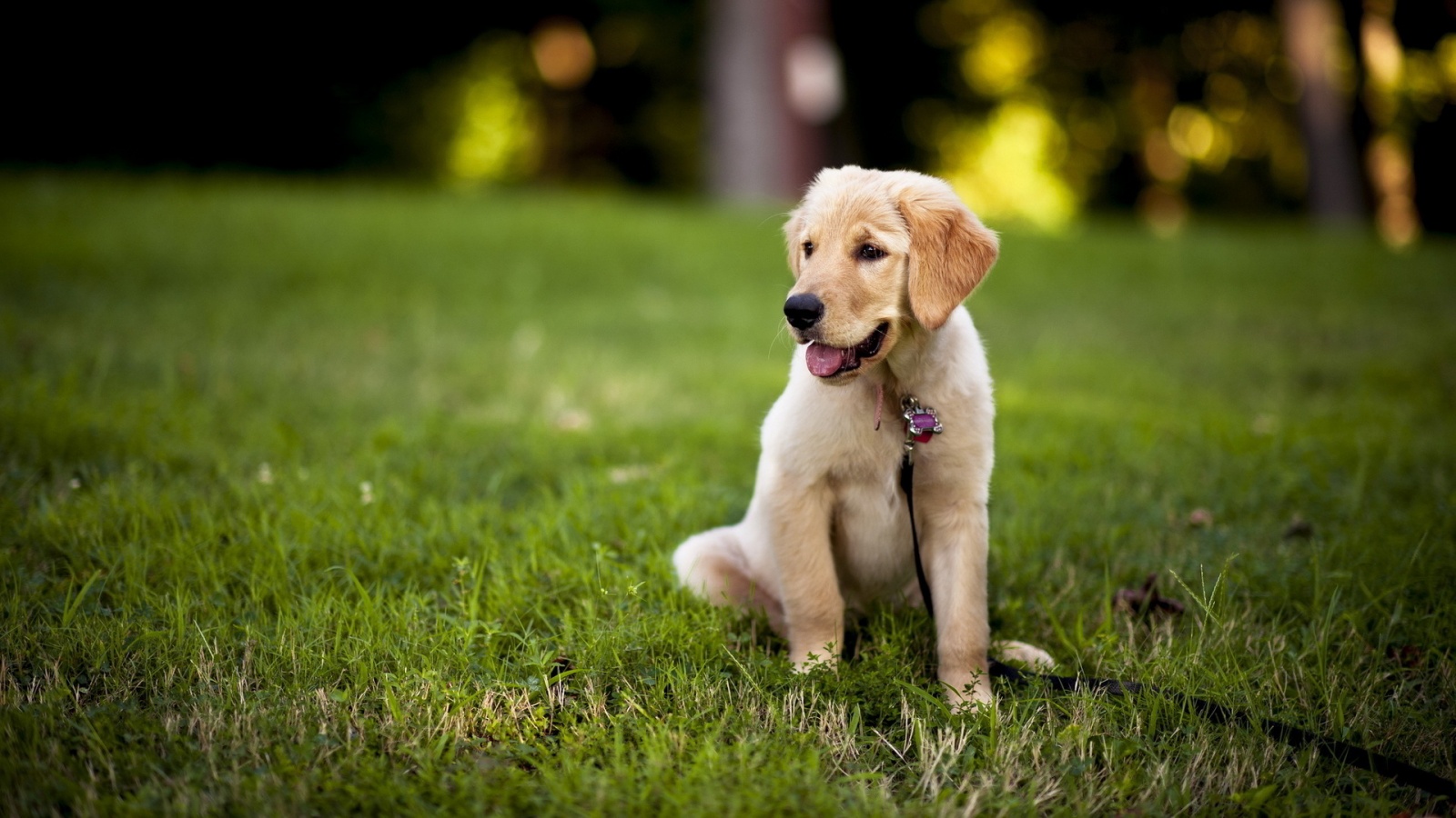 Labrador Retriever Fantastic Pics Gallery - Labrador Dog Wallpaper Hd , HD Wallpaper & Backgrounds