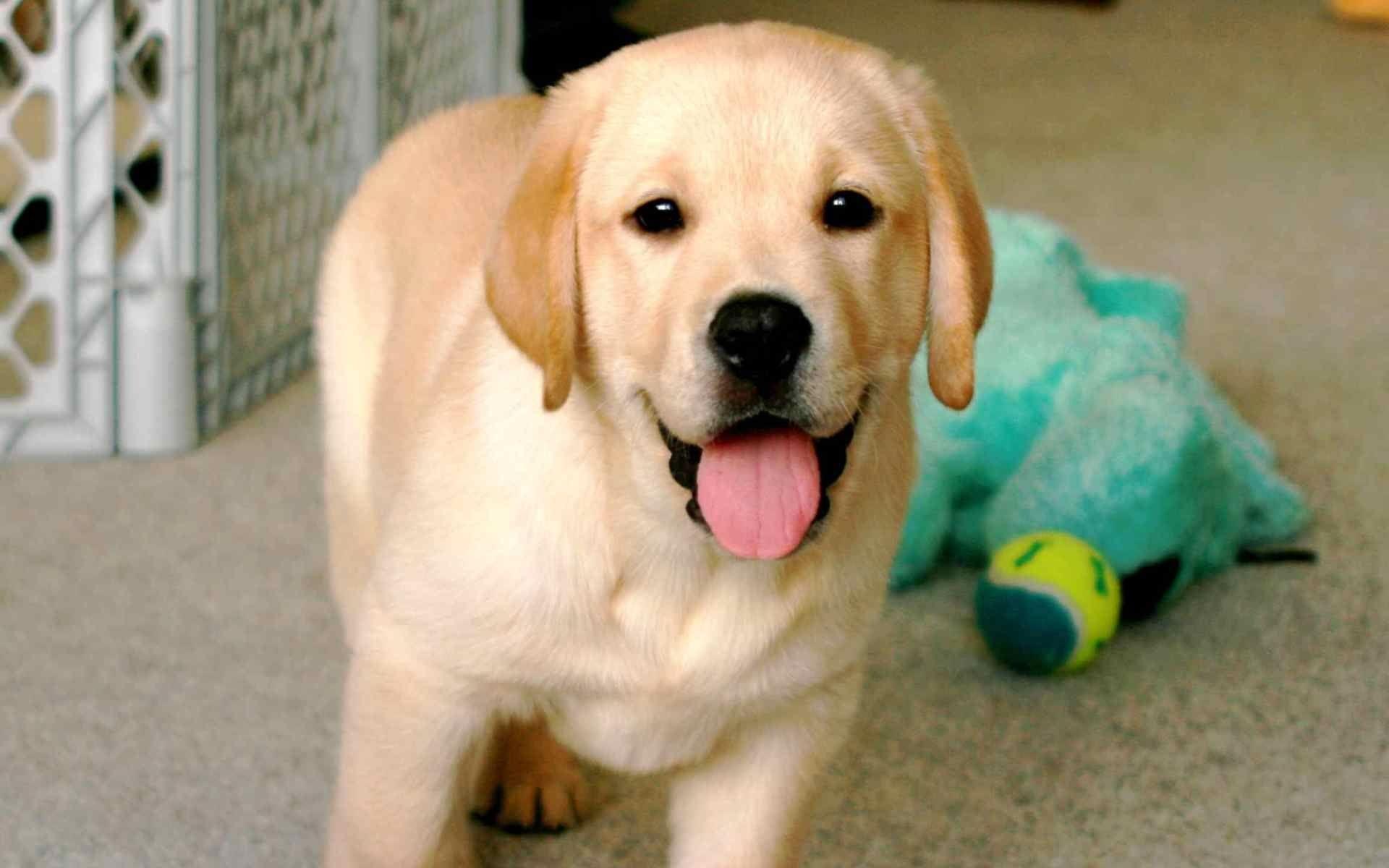 Hd Happy Labrador Wallpaper - Labra Dog Golden Colour , HD Wallpaper & Backgrounds