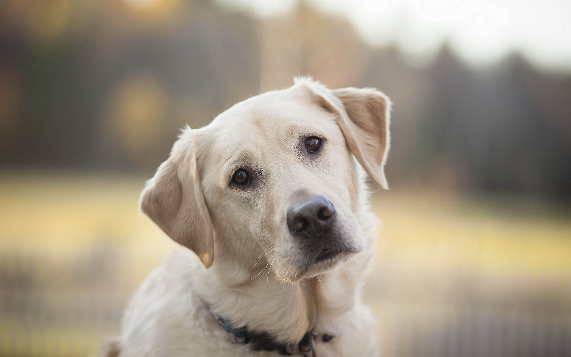 Labrador Retriever Hd Wallpaper - Dog Face High Resolution , HD Wallpaper & Backgrounds
