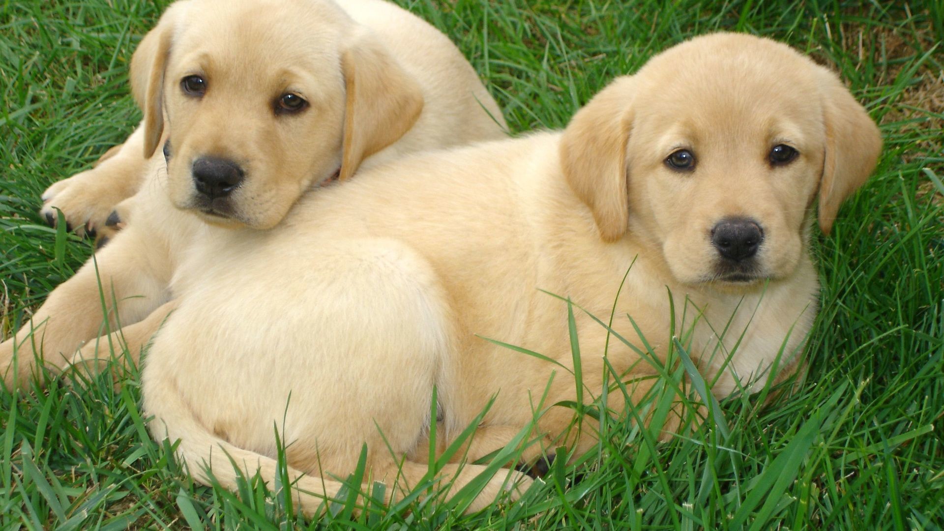 Labrador Retriever - Labrador Dog Hd Images Download , HD Wallpaper & Backgrounds