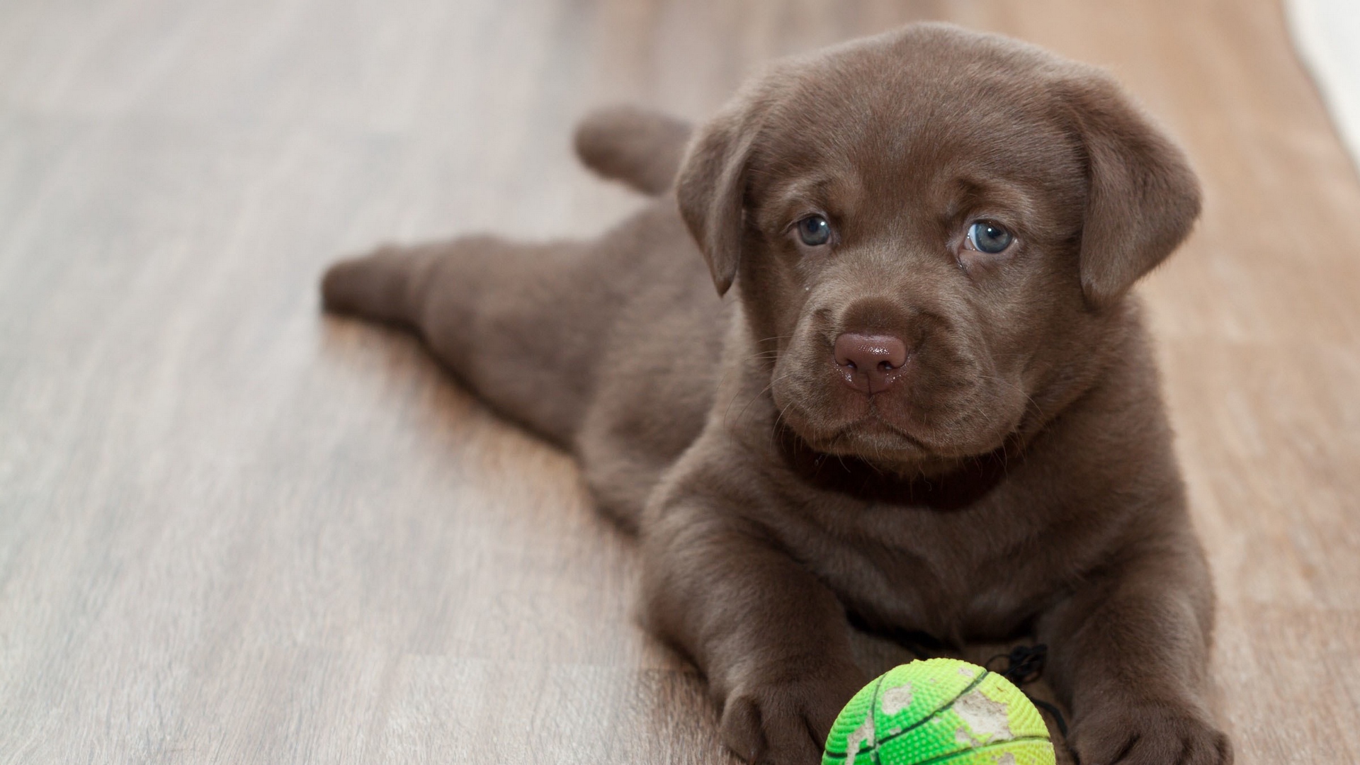 Wallpaper Labrador, Puppy, Ball, Playful - Labra Dog Images Hd , HD Wallpaper & Backgrounds