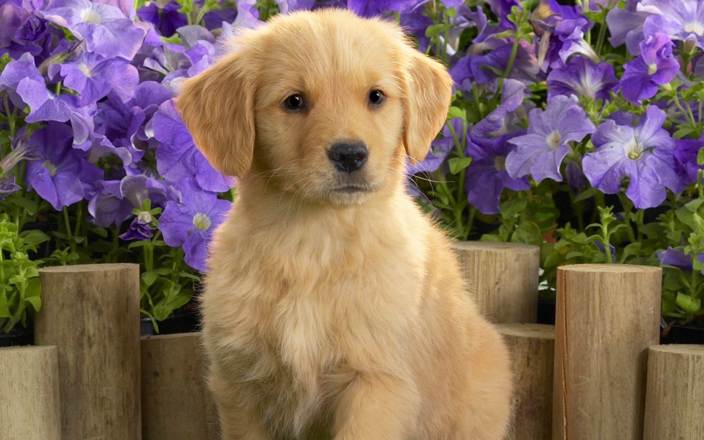 Yellow Labrador Puppy - Golden Retriever Puppy Hd , HD Wallpaper & Backgrounds