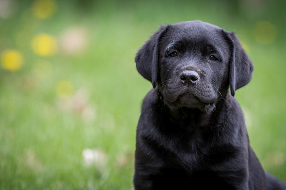 Labrador Retriever Puppy Wallpaper - Labrador Retriever Dog Hd Wallpapers For Htc Mobile , HD Wallpaper & Backgrounds