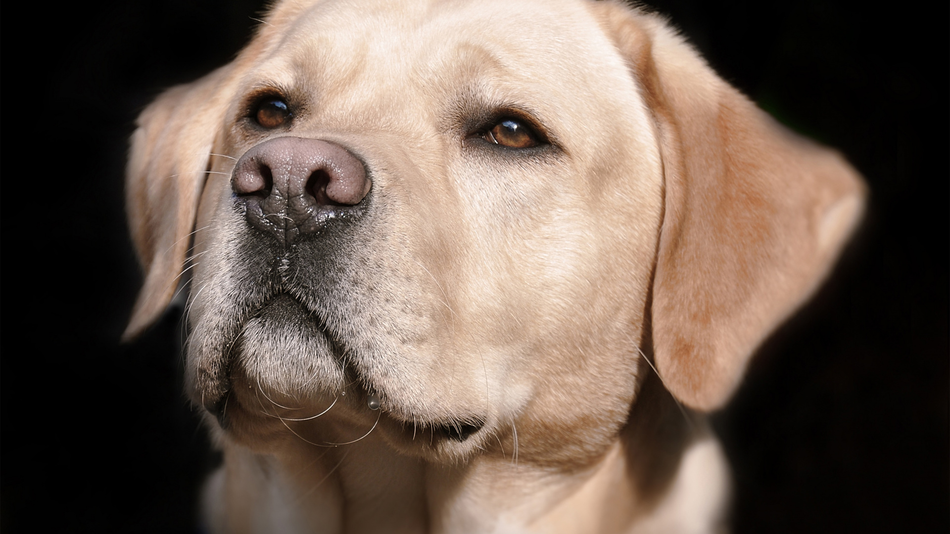 Wallpaper Labrador, Dog, Animal, Muzzle - Labrador Nose , HD Wallpaper & Backgrounds