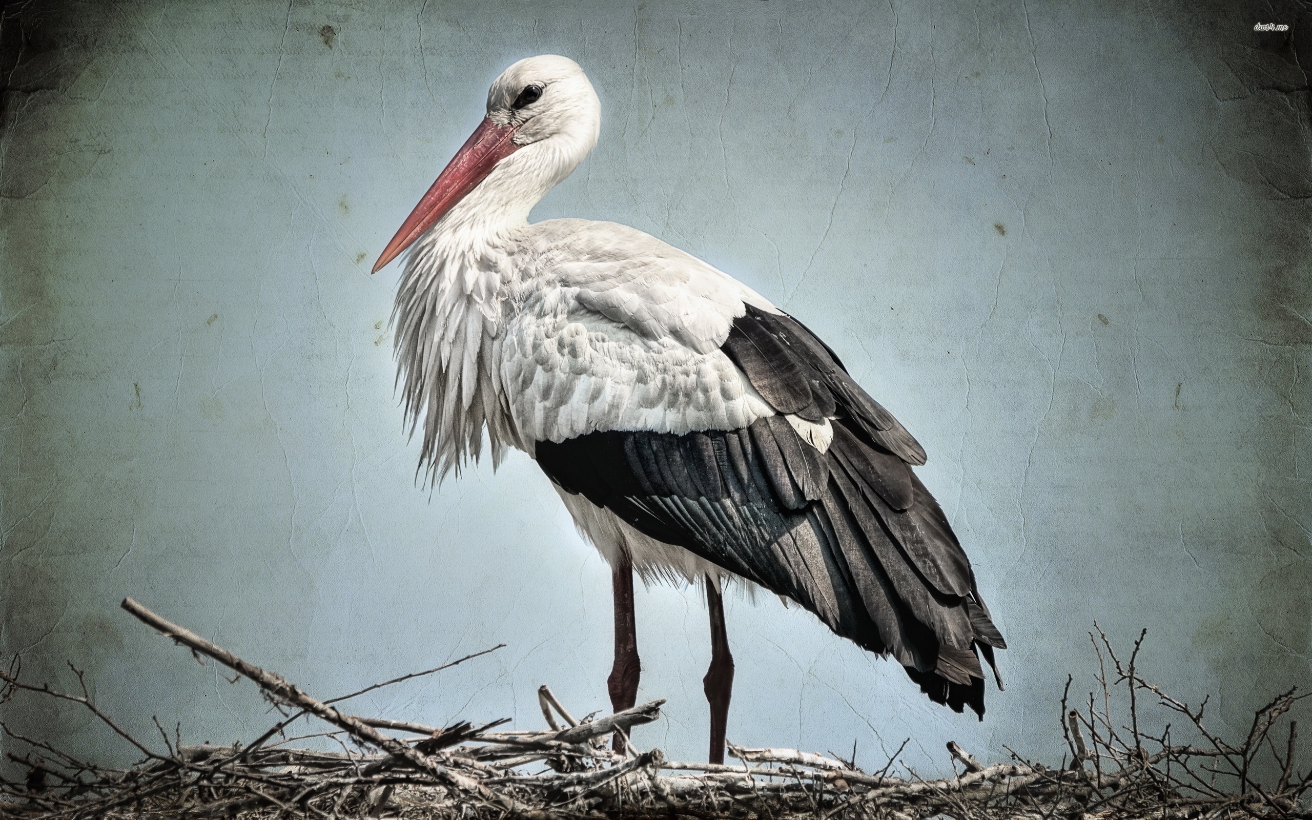Stork Wallpaper , HD Wallpaper & Backgrounds