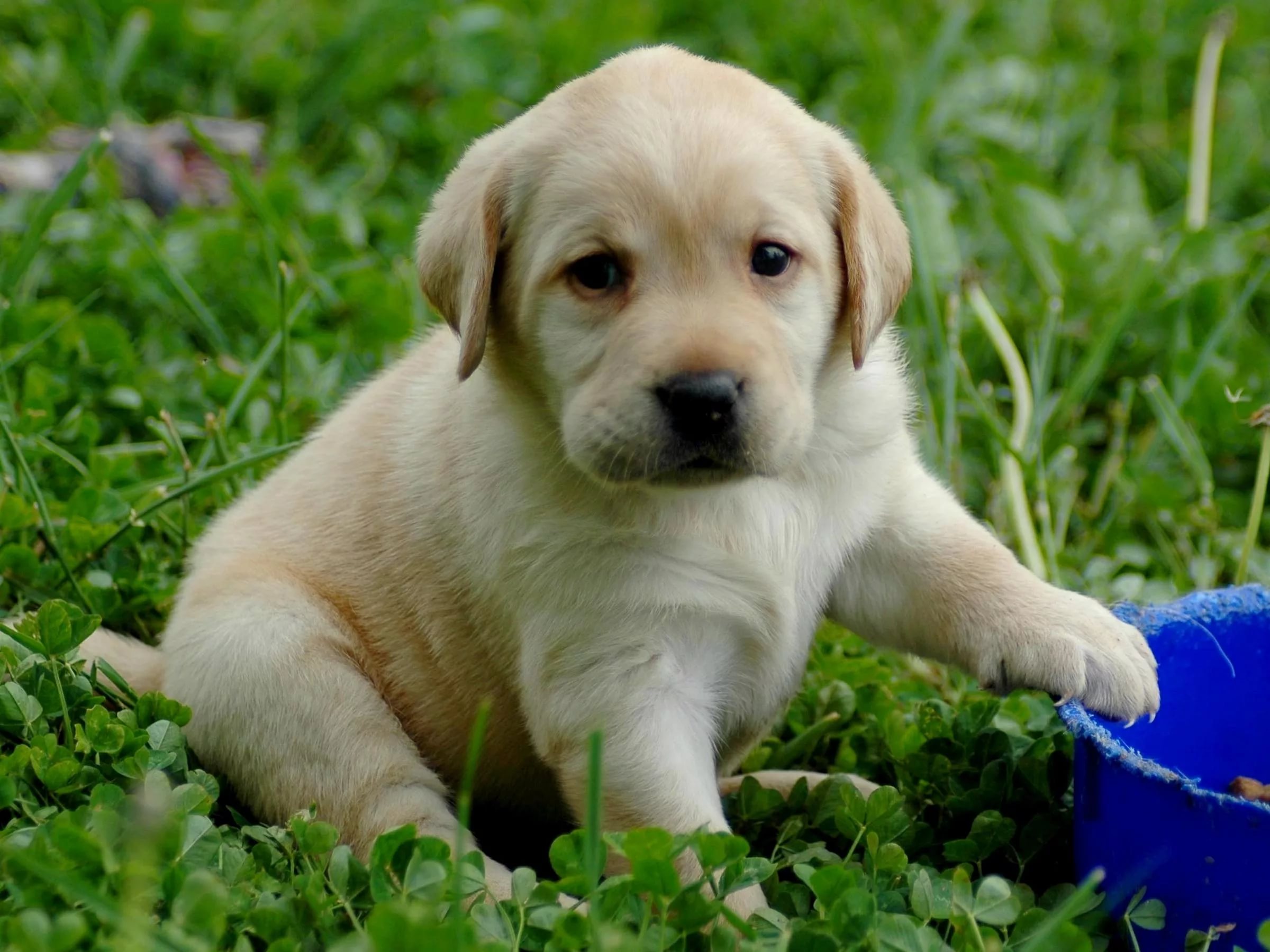 Labrador Free Hd Wallpapers - Golden Labrador Puppy , HD Wallpaper & Backgrounds