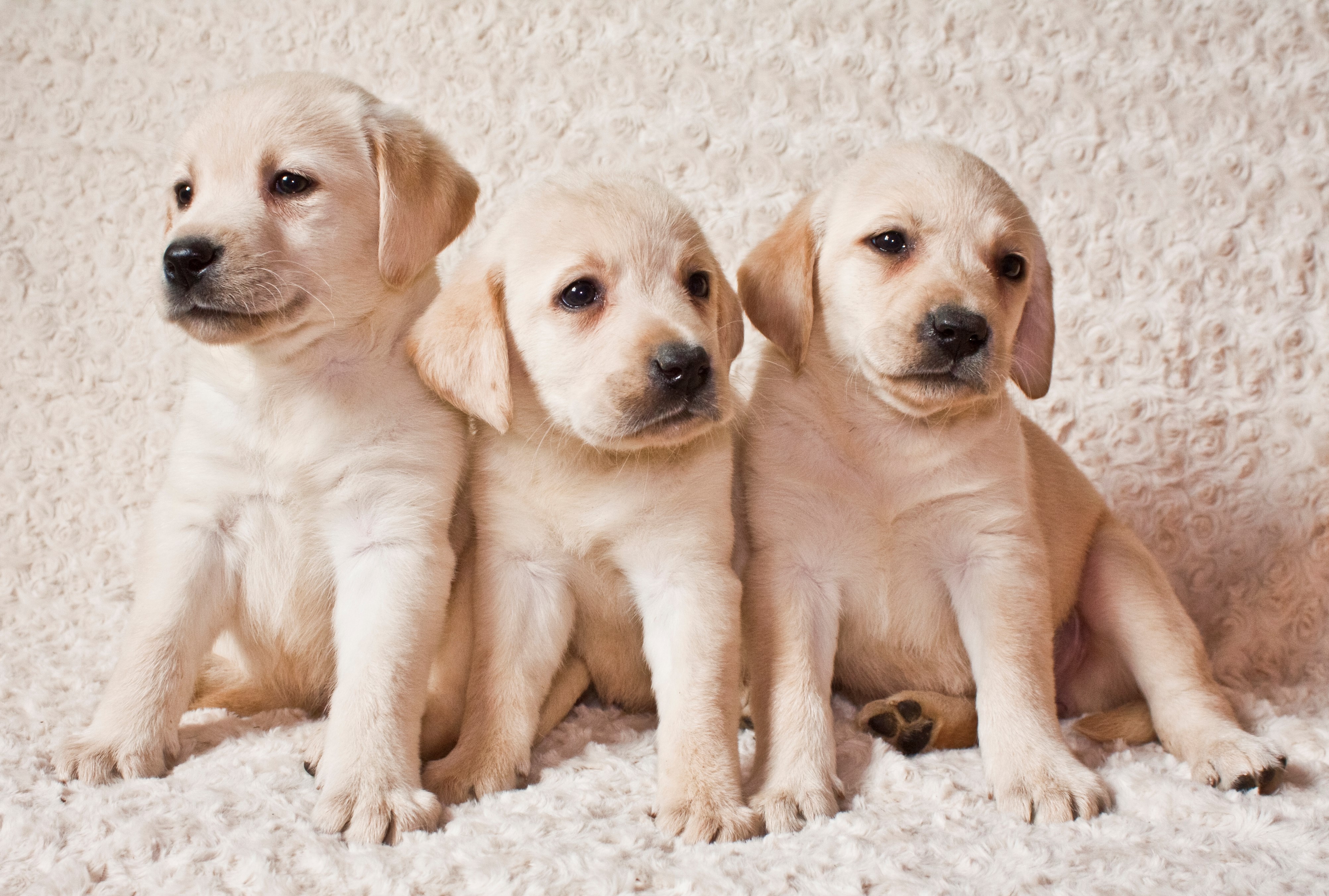 Labrador Retriever 4k Ultra Hd Wallpaper - Puppy , HD Wallpaper & Backgrounds