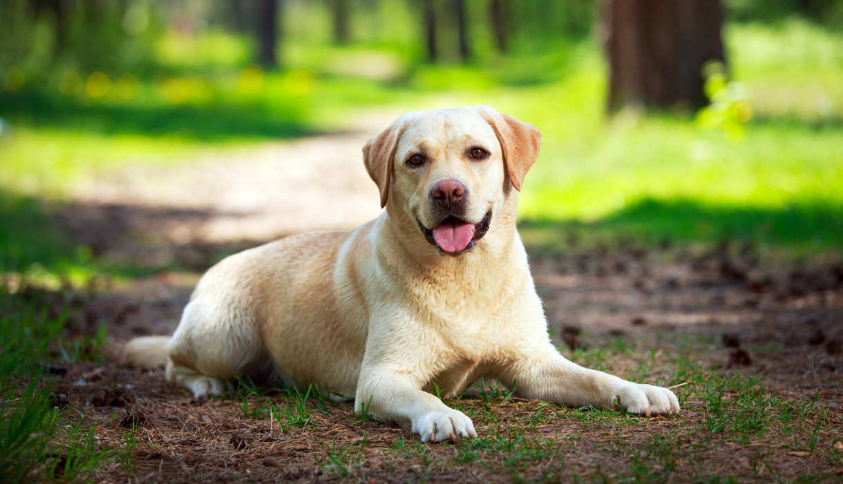 Labrador Dog Photos Hd Wallpapers - Labrador Cachorro Y Adulto , HD Wallpaper & Backgrounds