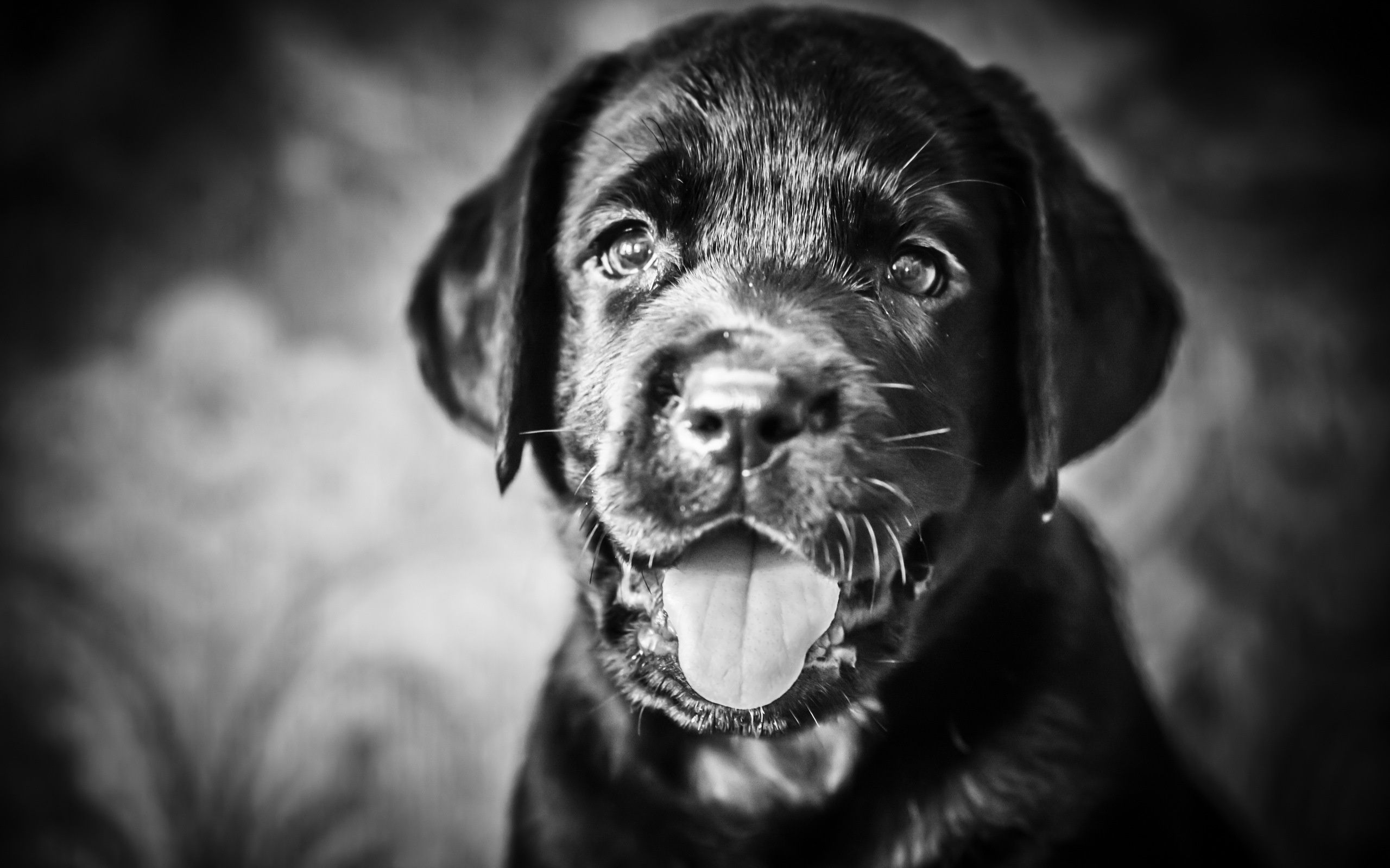 Labrador Hd Wallpaper - Labrador Retriever , HD Wallpaper & Backgrounds