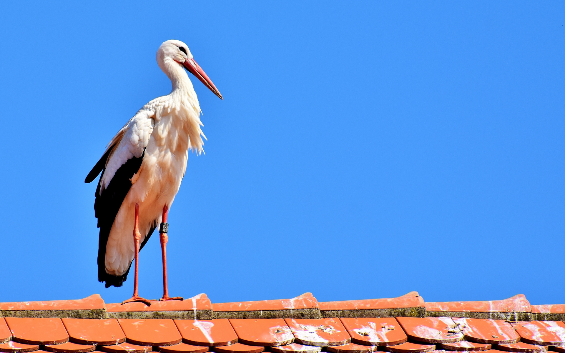 Wallpaper Stork, Big, Water Bird, Animal, Terrace - White Stork , HD Wallpaper & Backgrounds