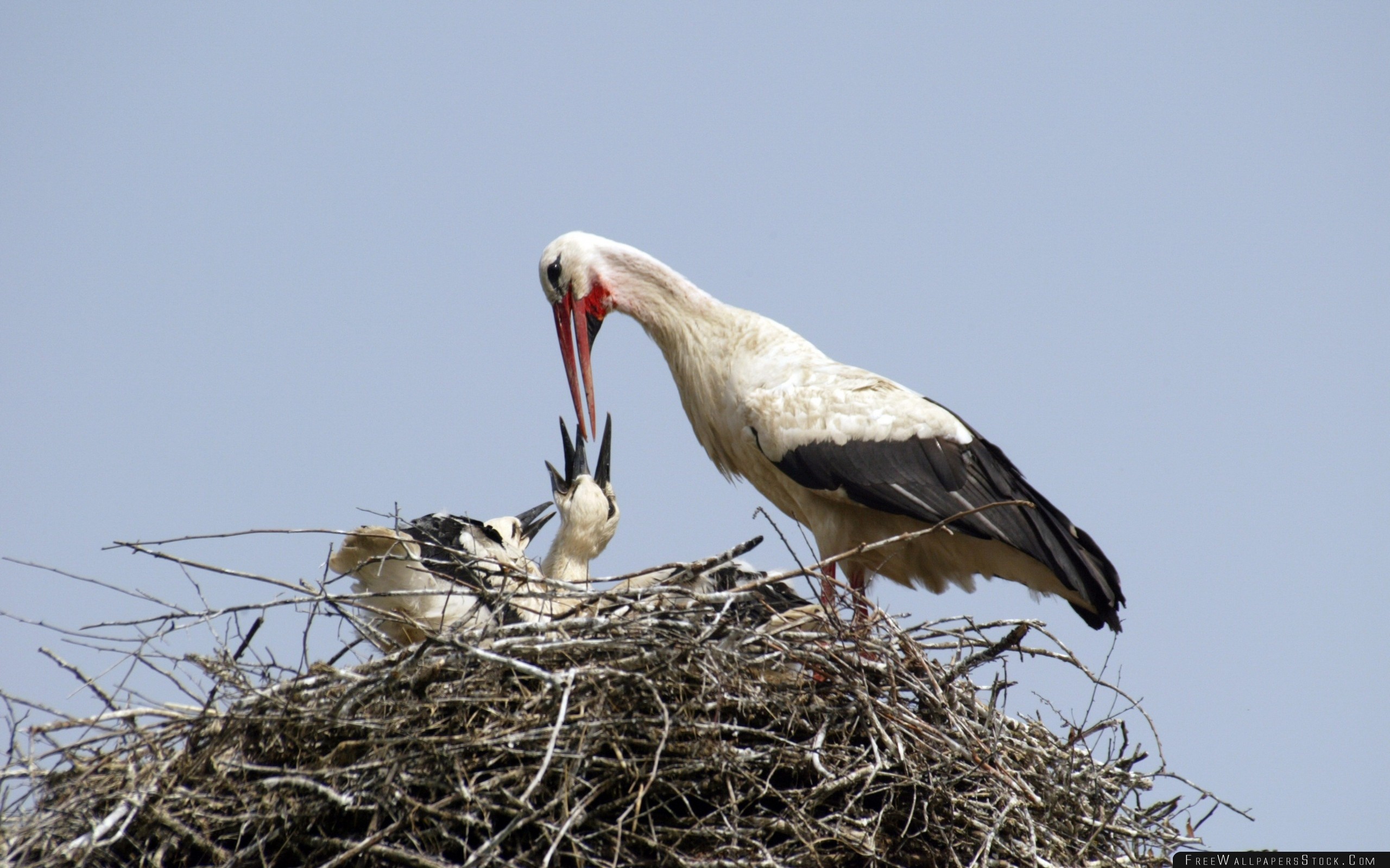 Stork Chicks Nest Food Wallpaper - Bird , HD Wallpaper & Backgrounds