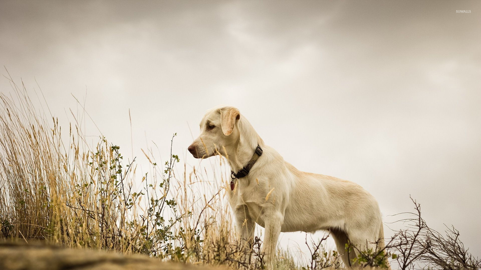 Labrador Retriever , HD Wallpaper & Backgrounds