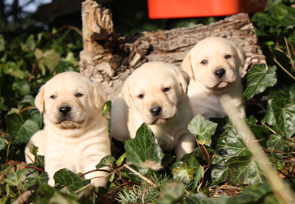 Labrador Retreivers Images Lab Puppies Hd Wallpaper - Labrador Retriever , HD Wallpaper & Backgrounds