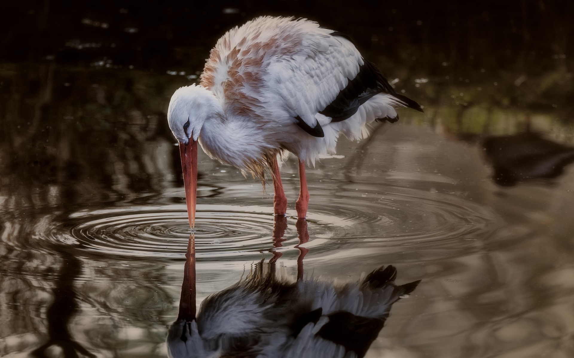 Ciconiiformes, Crane Like Bird, Stork, White Stork, - Stork , HD Wallpaper & Backgrounds