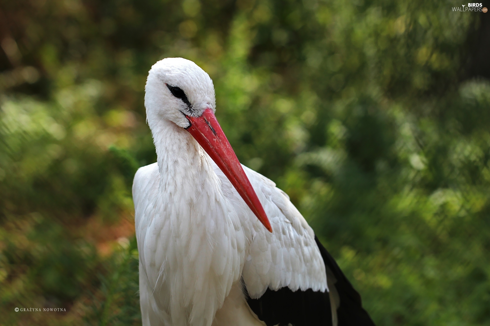 White Stork Wallpaper - White Stork , HD Wallpaper & Backgrounds