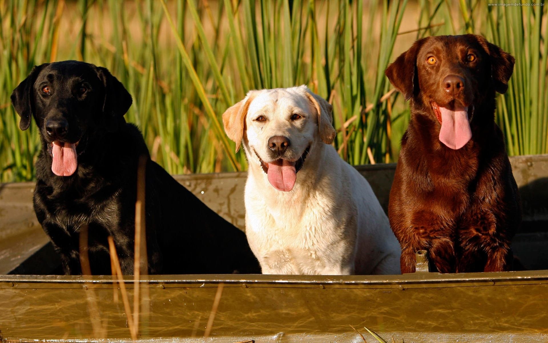 Hd Wallpaper - Three Dog Best Friends , HD Wallpaper & Backgrounds