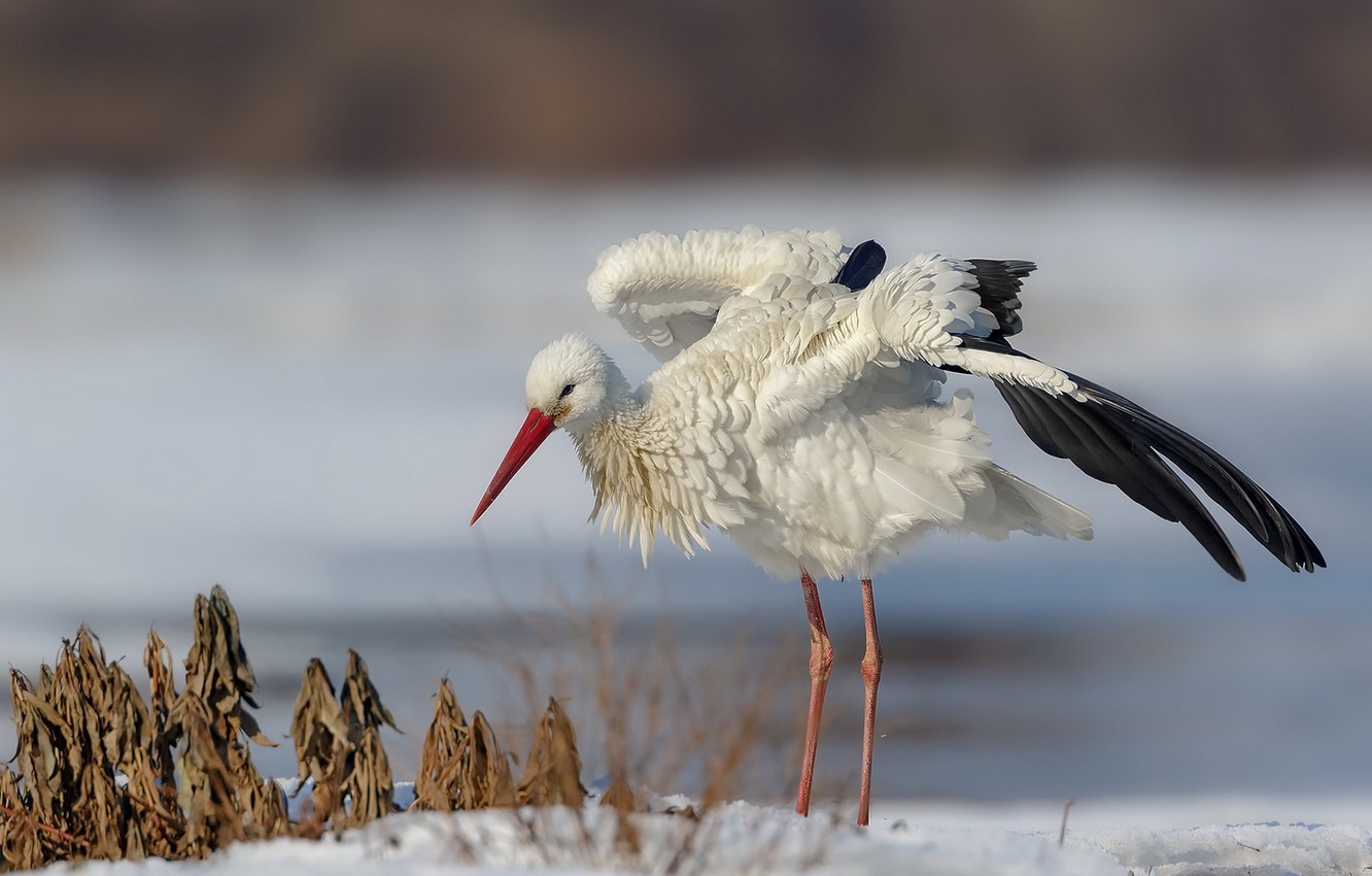 Photo Wallpaper Winter, Bird, Stork - Аист Зима , HD Wallpaper & Backgrounds