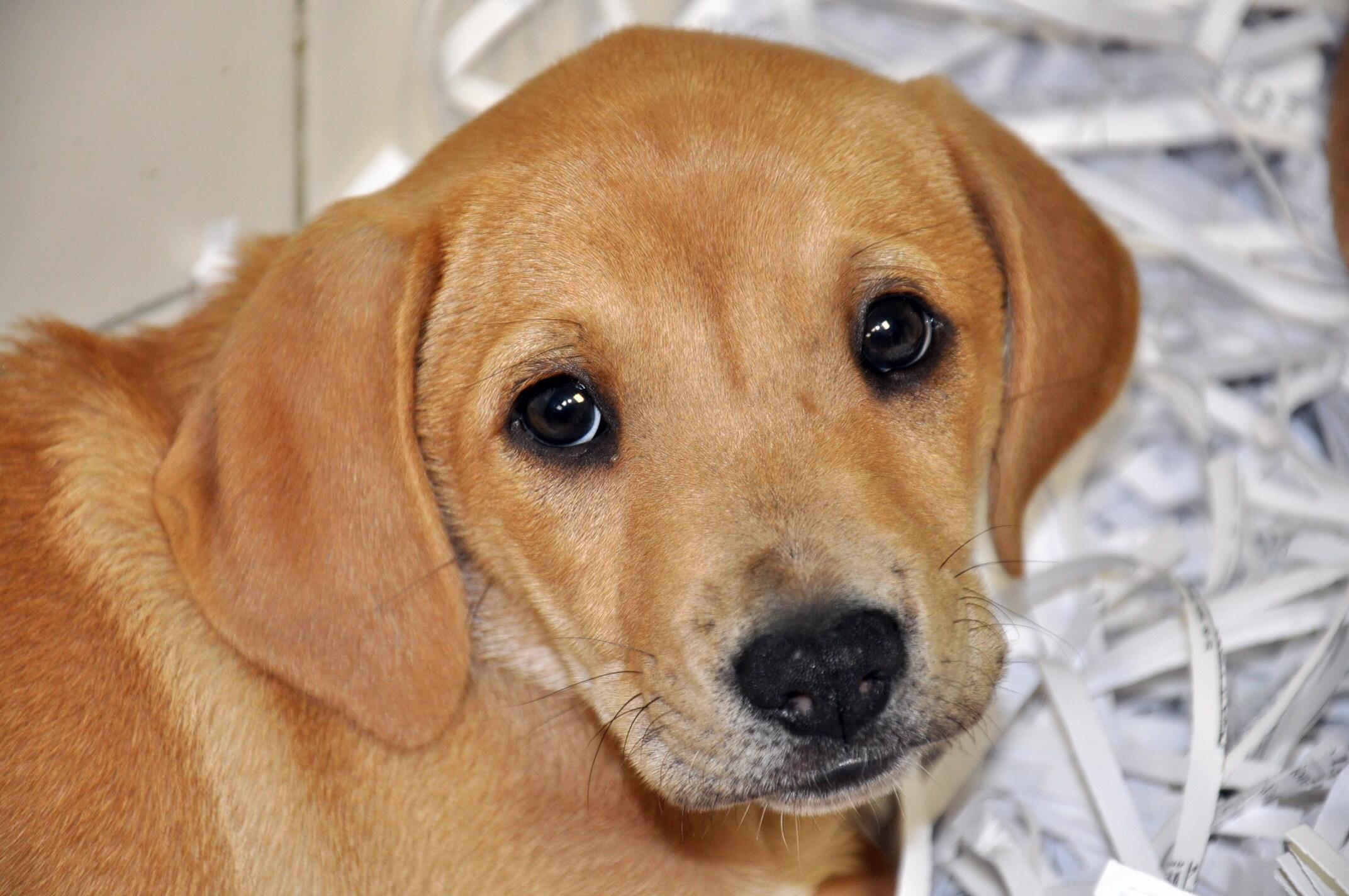 Soooo Adorable - Golden Brown Labrador Puppy , HD Wallpaper & Backgrounds