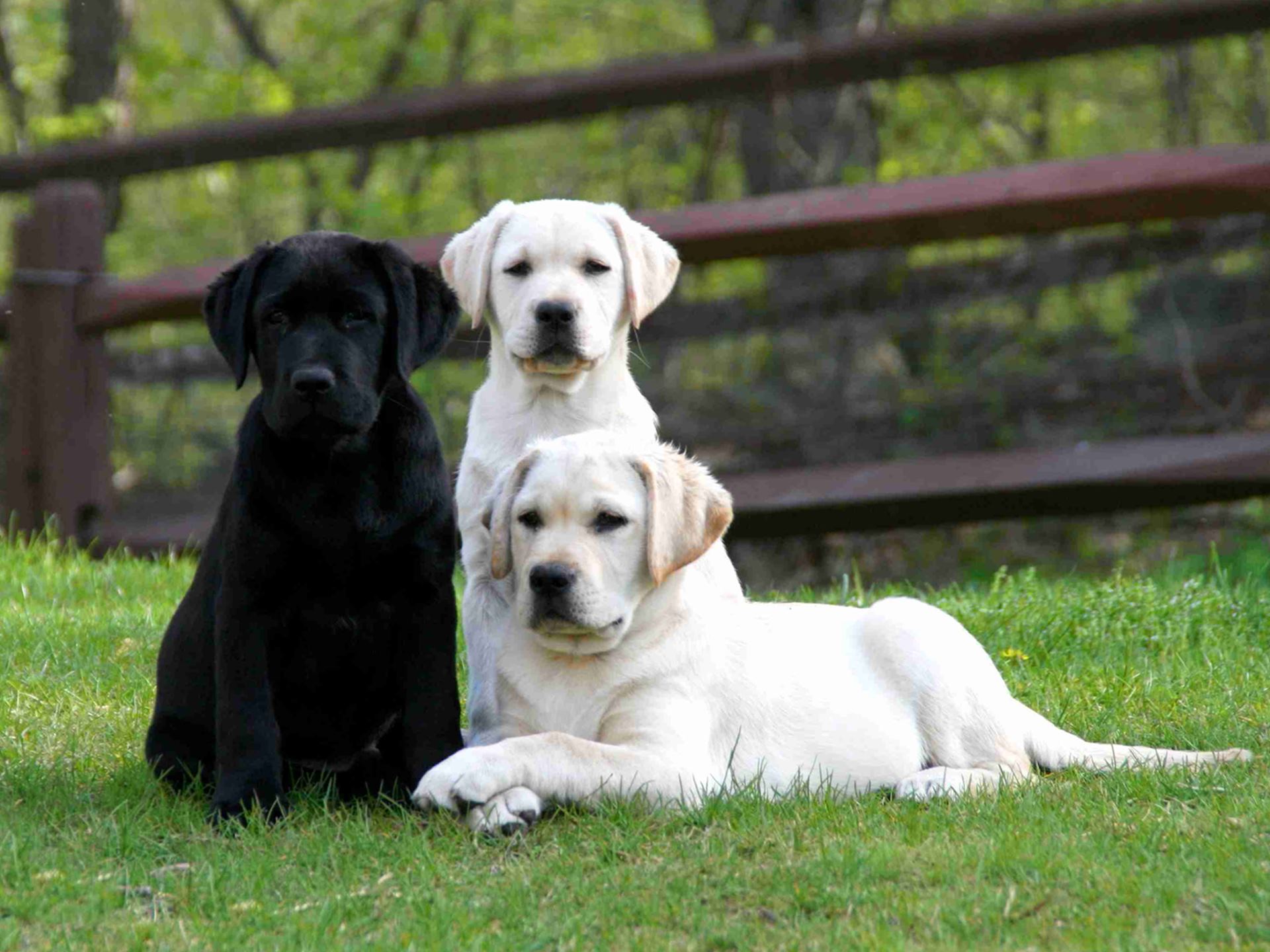 Labrador Retriever Dogs Hd Wallpaper - Labrador Retriever , HD Wallpaper & Backgrounds