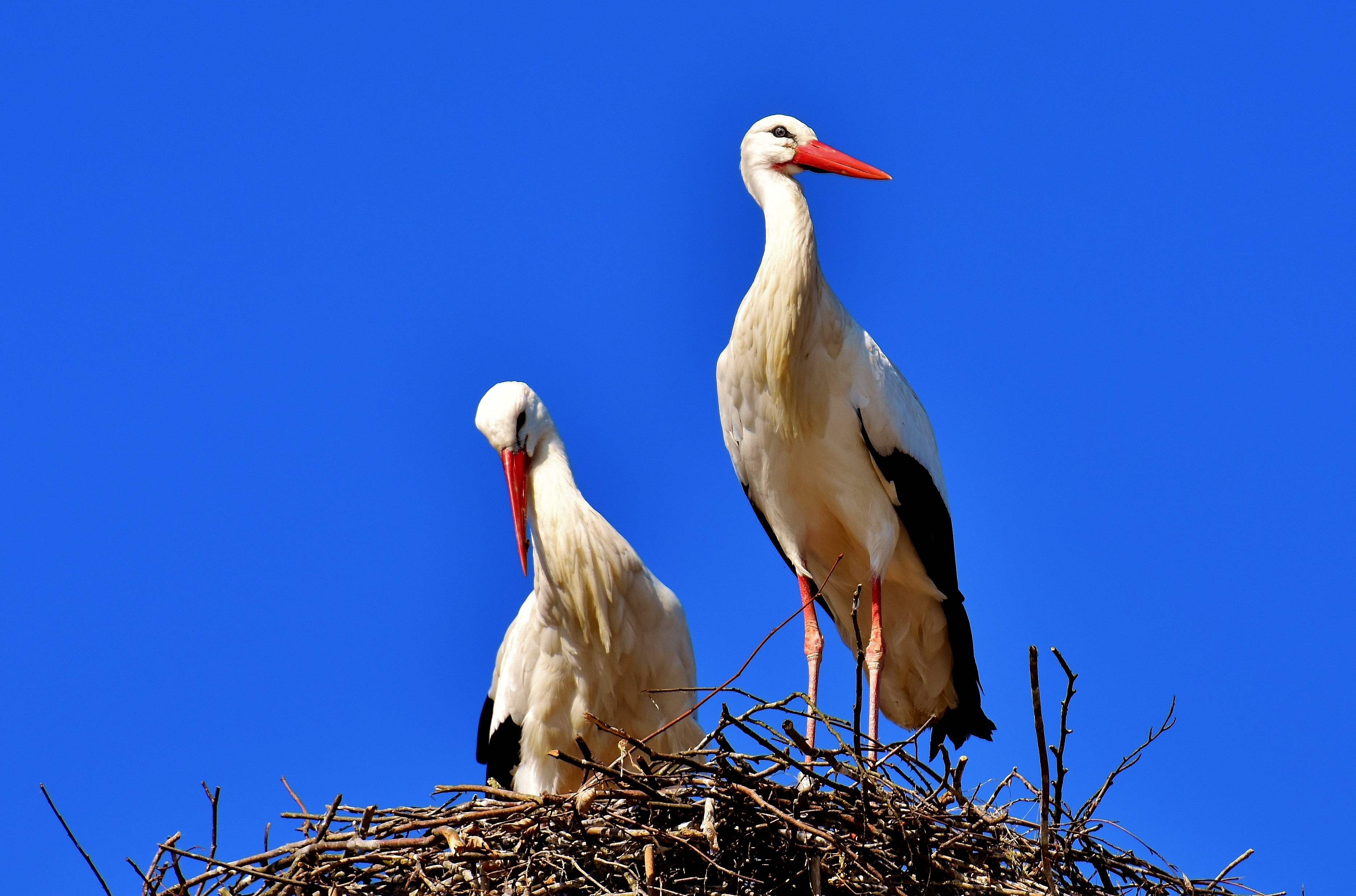 Storks - Bociany Obrazy , HD Wallpaper & Backgrounds