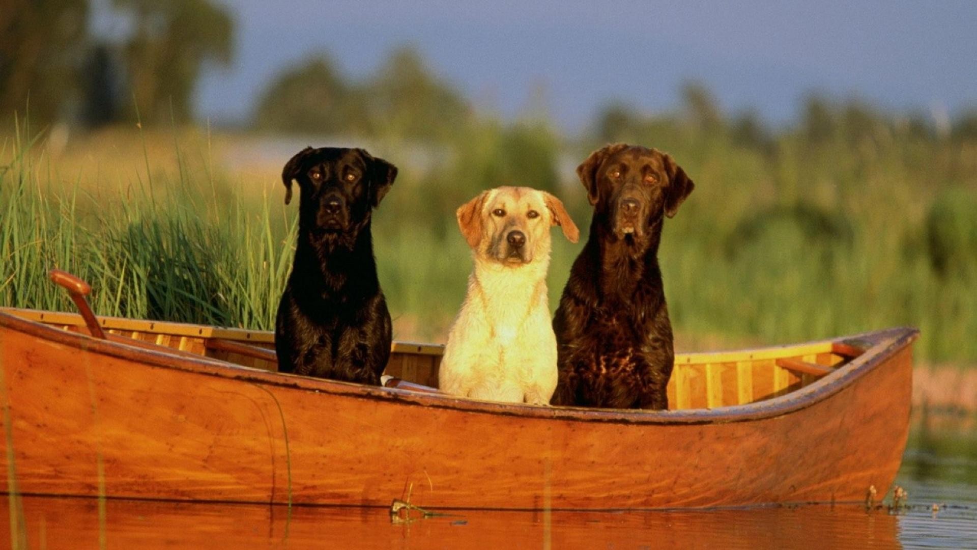 Labrador, Dog, In, The, Boat, Wide, Hd, Wallpaper, - Animals On Canoe , HD Wallpaper & Backgrounds