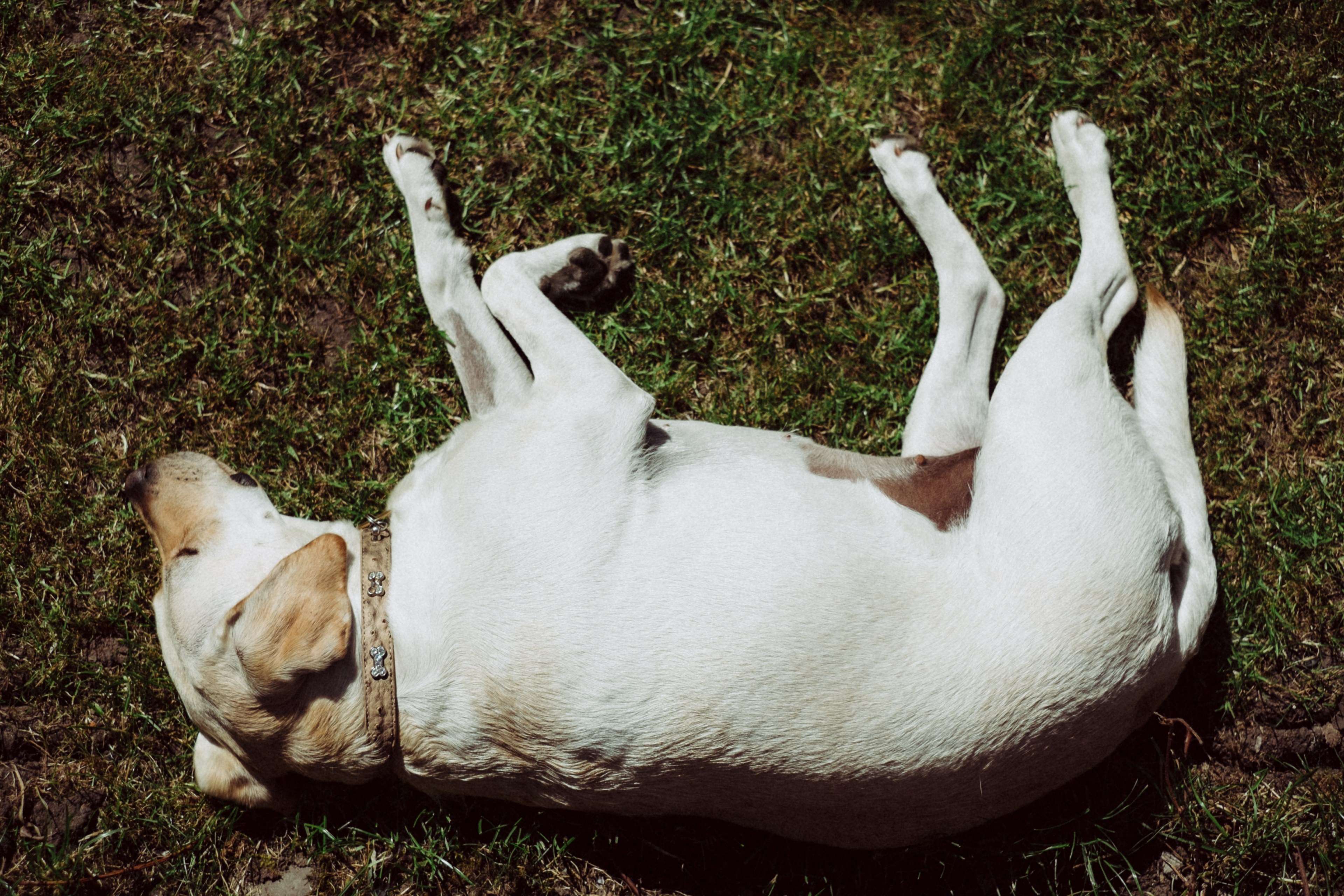 #3840x2560 Dog Animal Labrador And Hound Hd 4k Wallpaper - Companion Dog , HD Wallpaper & Backgrounds