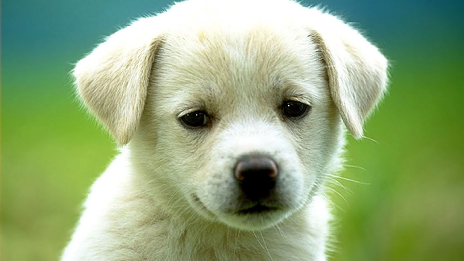 Labrador Wallpapers Wallpaper 16001200 Lab Puppies - Cute White Dogs , HD Wallpaper & Backgrounds