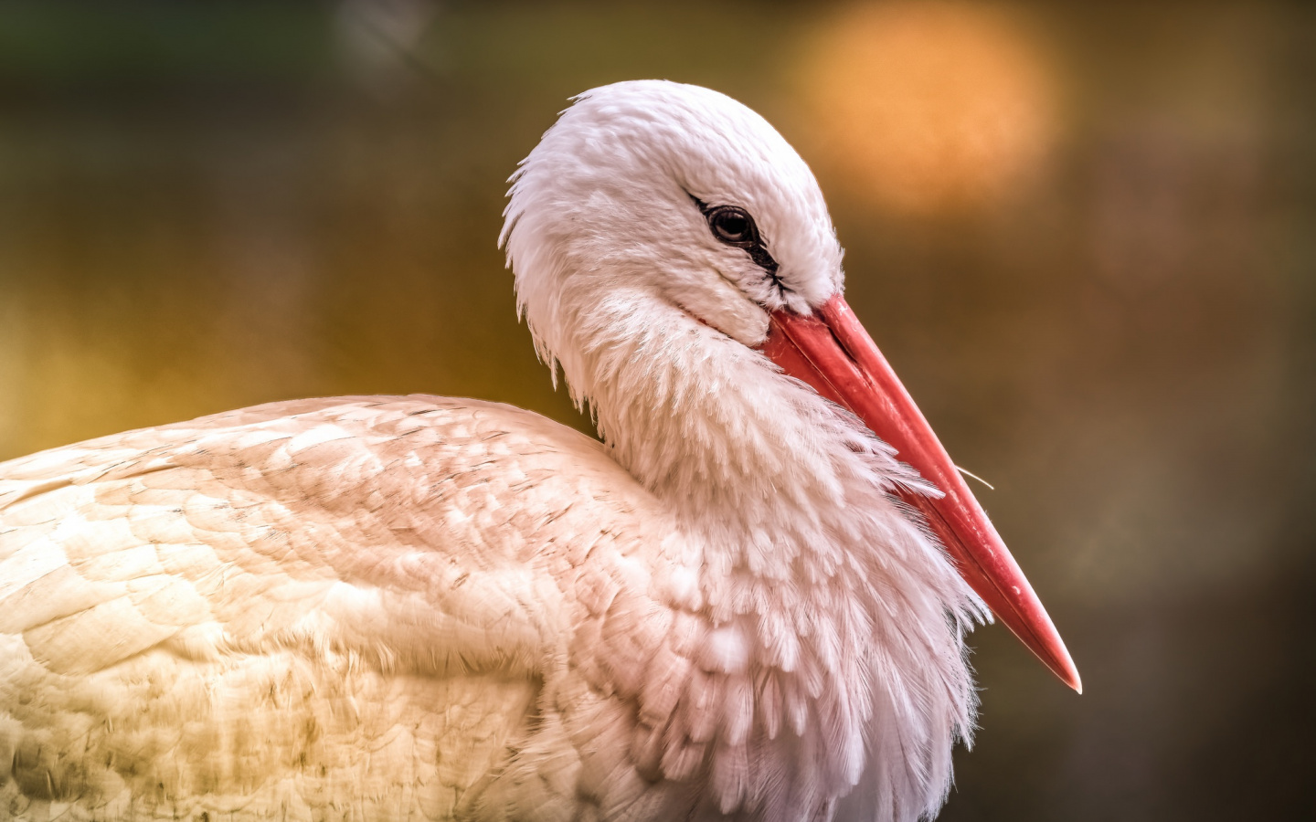 Wallpaper White Stork, Bird, Red Beak - White Stork , HD Wallpaper & Backgrounds