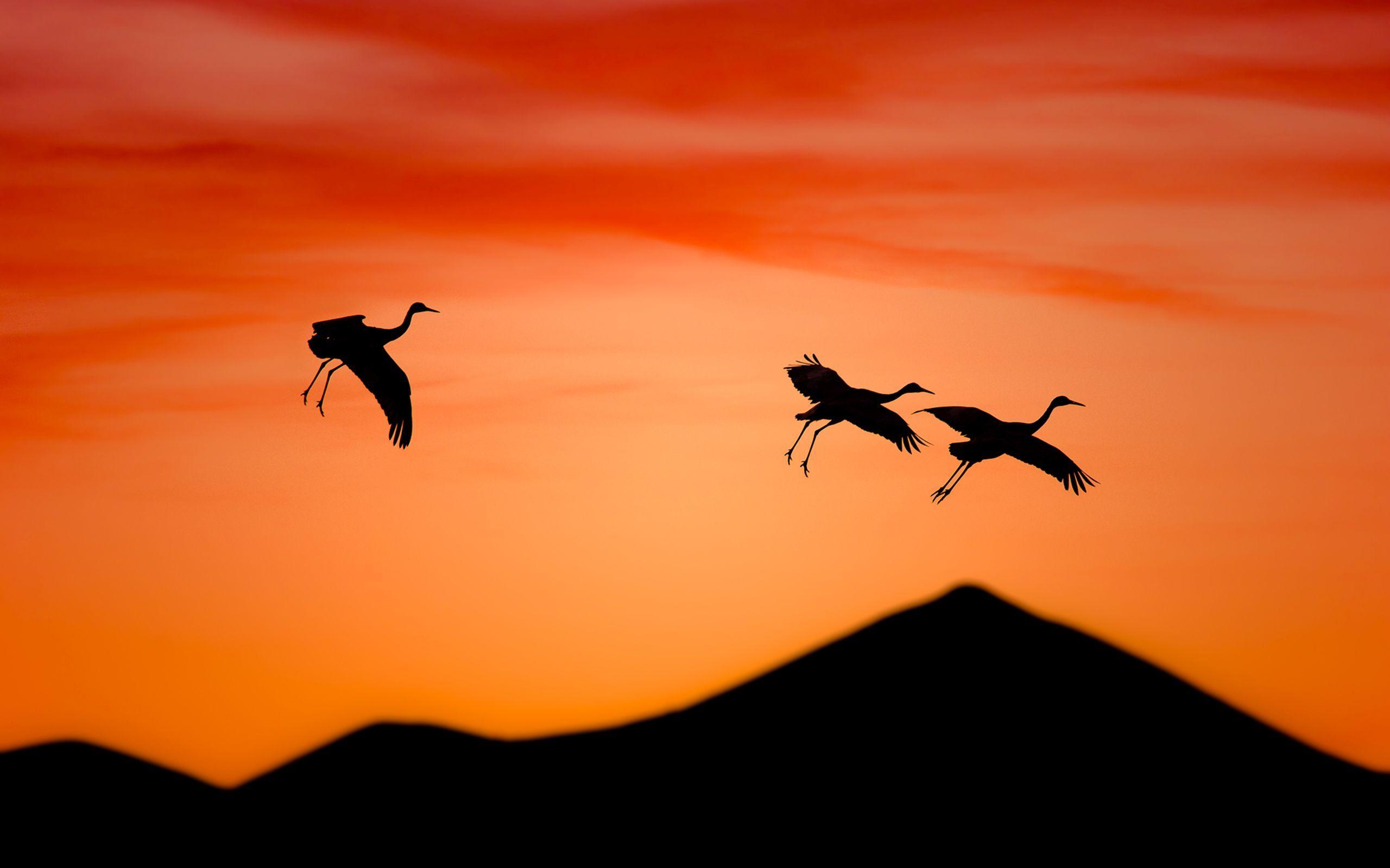 Flying Storks In The Sunset - Sunset , HD Wallpaper & Backgrounds
