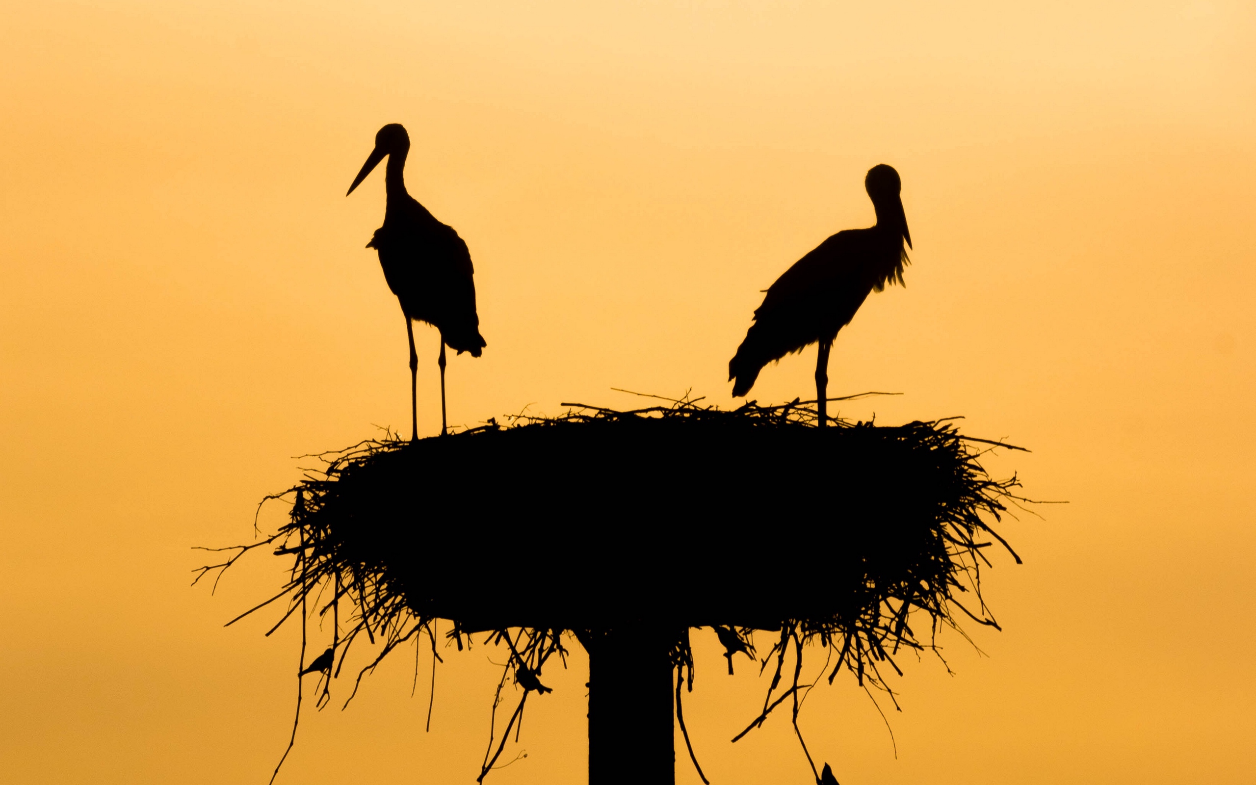 Wallpaper Storks, Silhouettes, Birds, Nest - Symphony I72 Price In Bangladesh , HD Wallpaper & Backgrounds