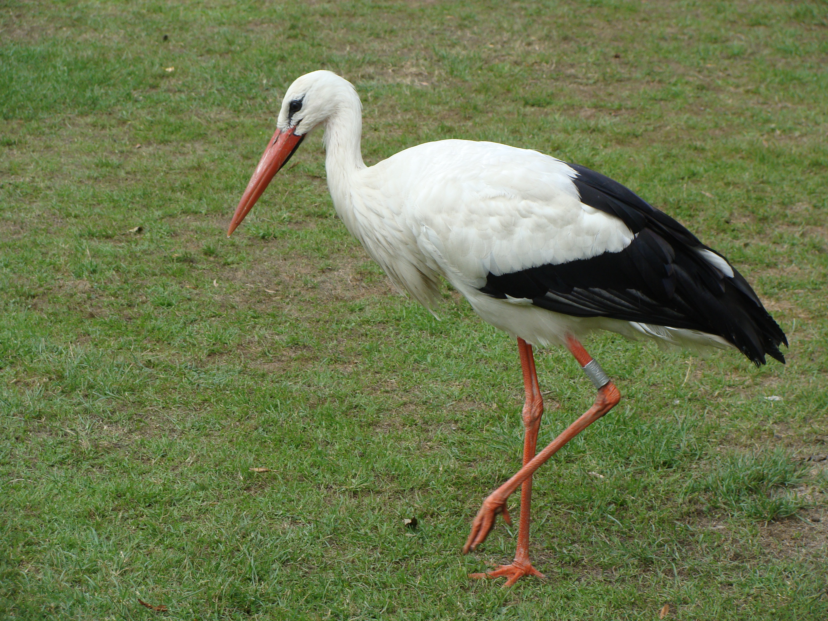 Gallery Description - Storks In America , HD Wallpaper & Backgrounds