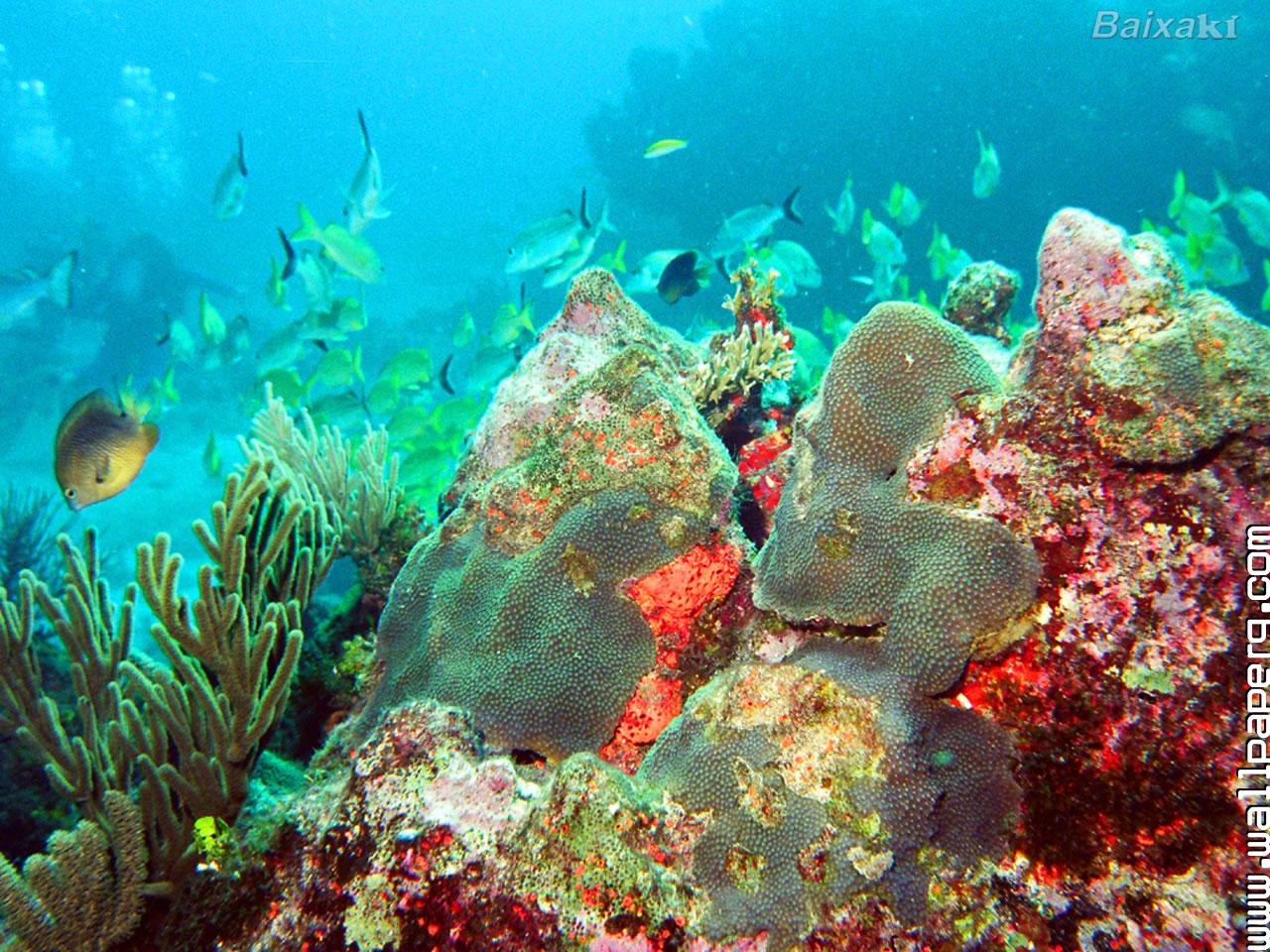 Cancun Fundo Do Mar - Flores Do Fundo Do Mar , HD Wallpaper & Backgrounds