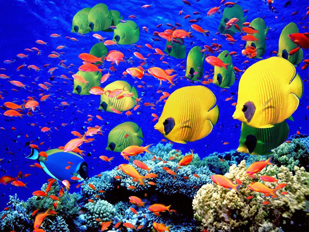 Wallpaper Fundo Do Mar - Red Sea Underwater , HD Wallpaper & Backgrounds
