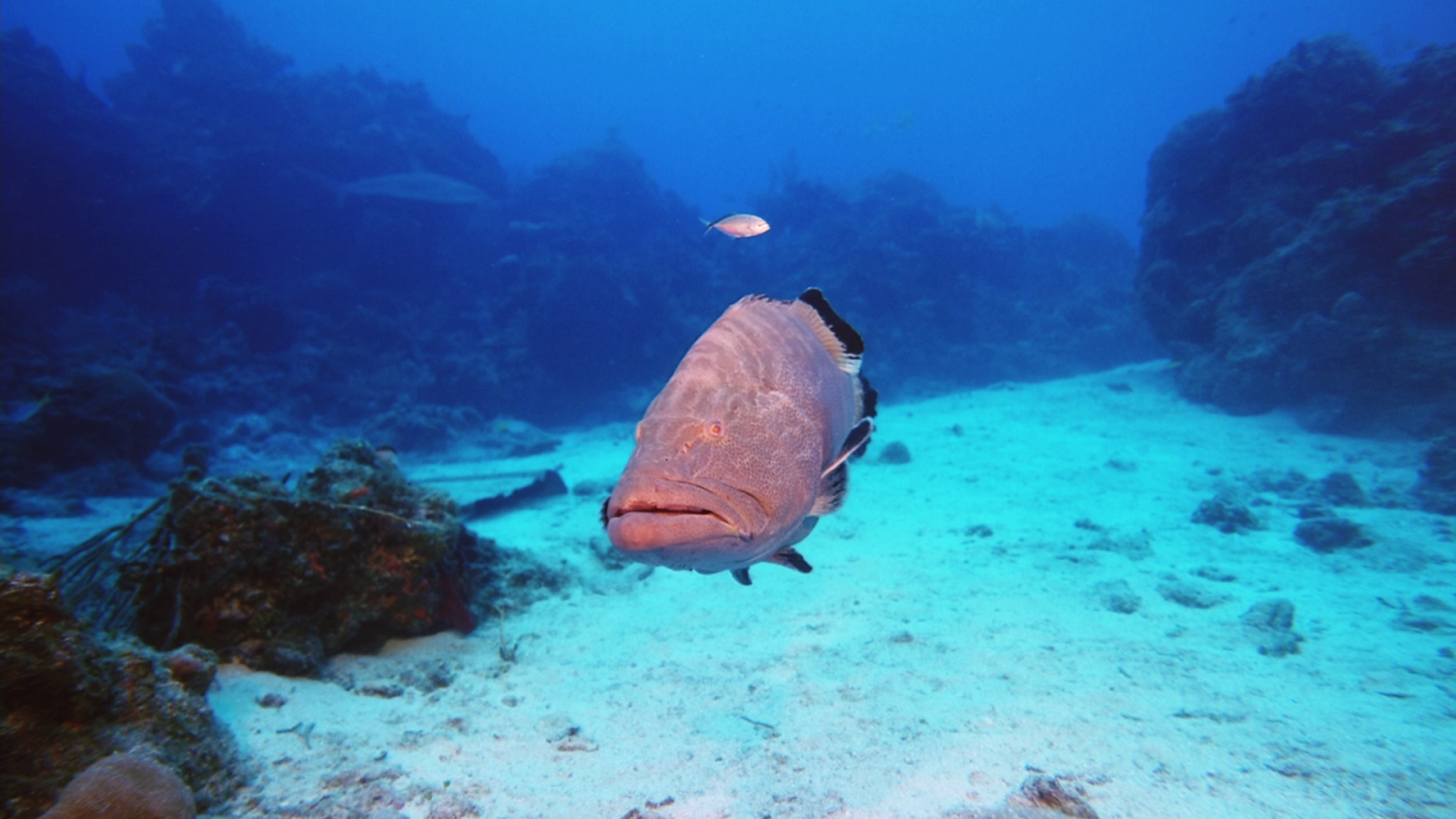 Peixe No Fundo Do Mar - Underwater , HD Wallpaper & Backgrounds