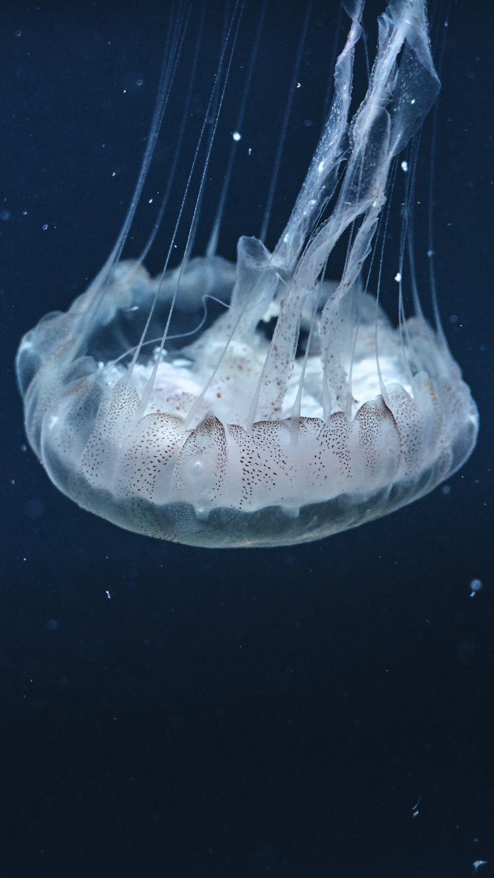 Underwater, Aquatic, Jellyfish, Animal, Wallpaper - Jellyfish , HD Wallpaper & Backgrounds