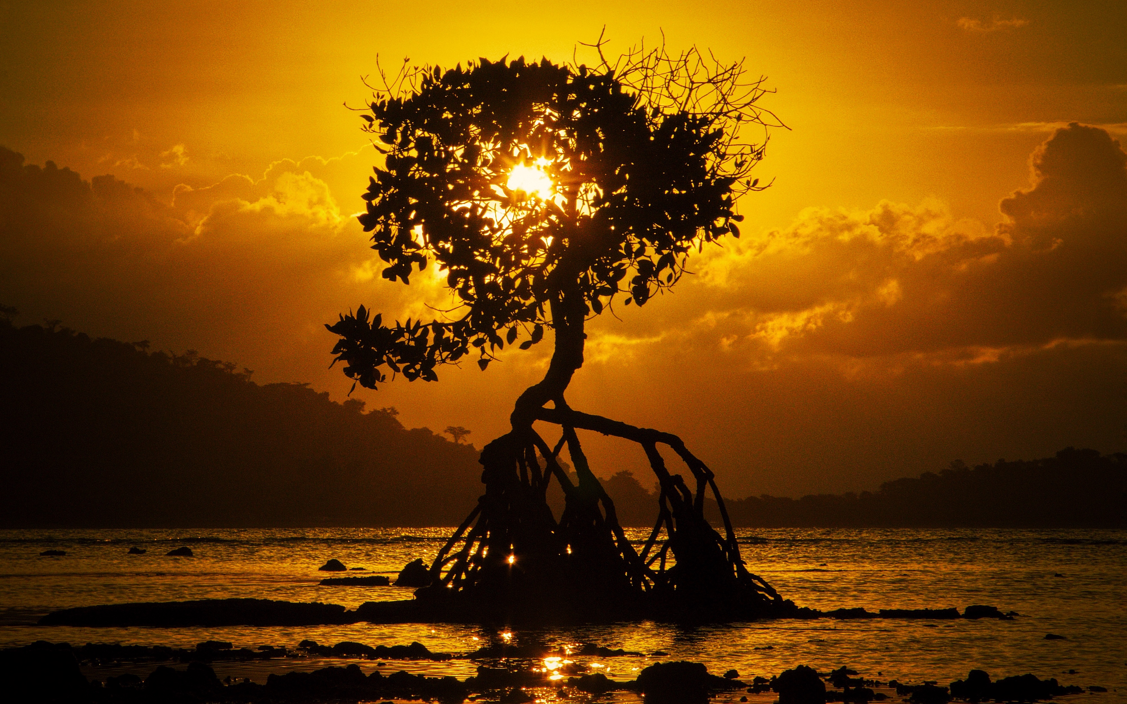 Wallpaper Tree, Sunset, Roots, Shore, Bali , HD Wallpaper & Backgrounds