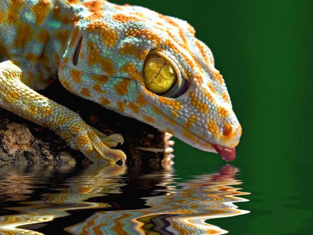 4k Ultra Hd Attractive Gecko Background Pictures By - Gecko Hd , HD Wallpaper & Backgrounds