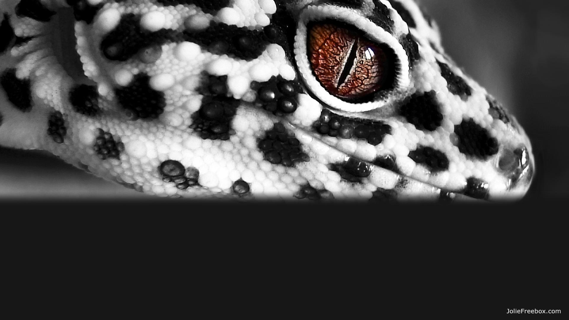 Gecko Wallpapers Pc , HD Wallpaper & Backgrounds