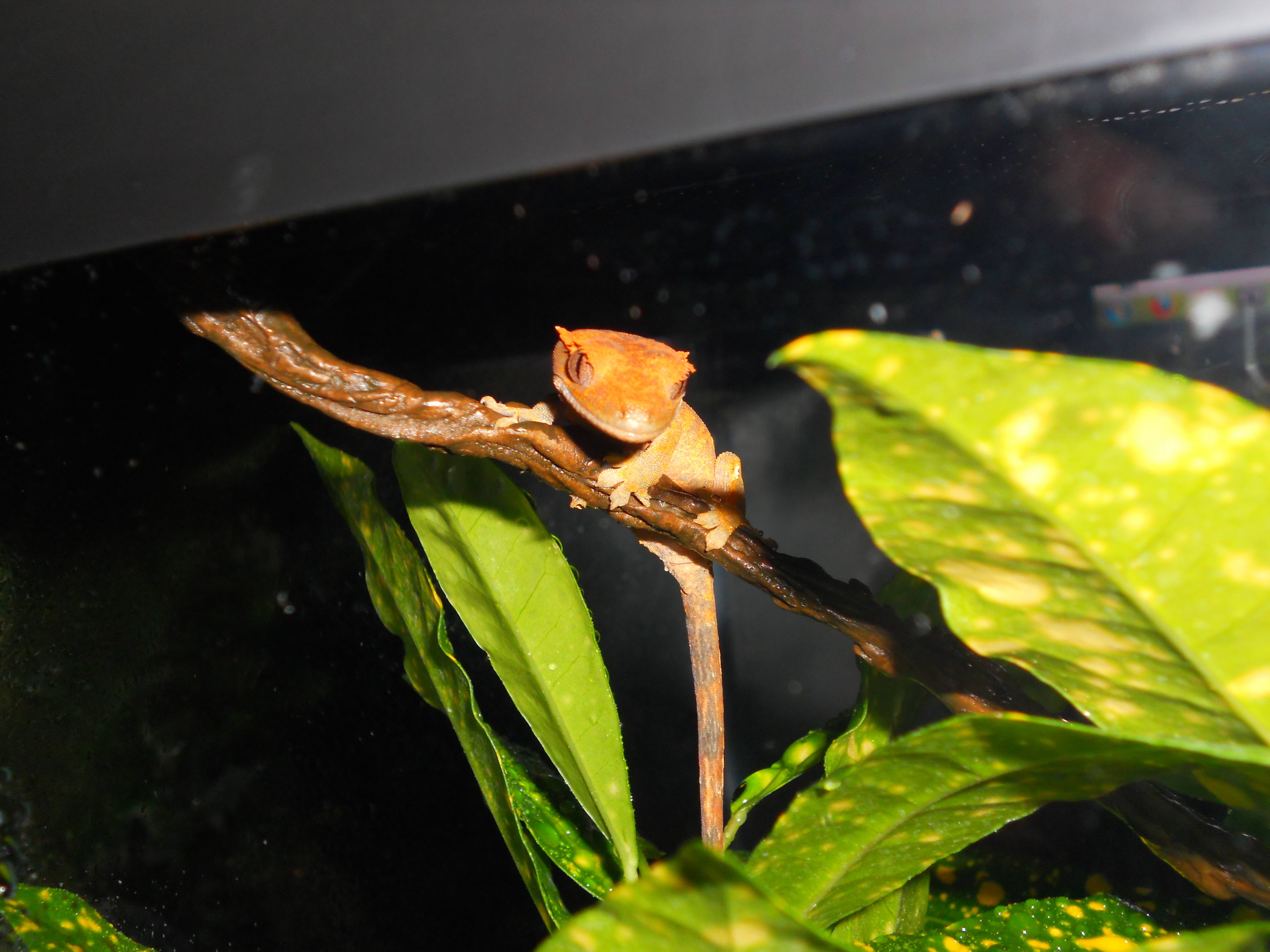 Reptiles Images Young Female Flame Arancia, Arancio - Crested Gecko , HD Wallpaper & Backgrounds