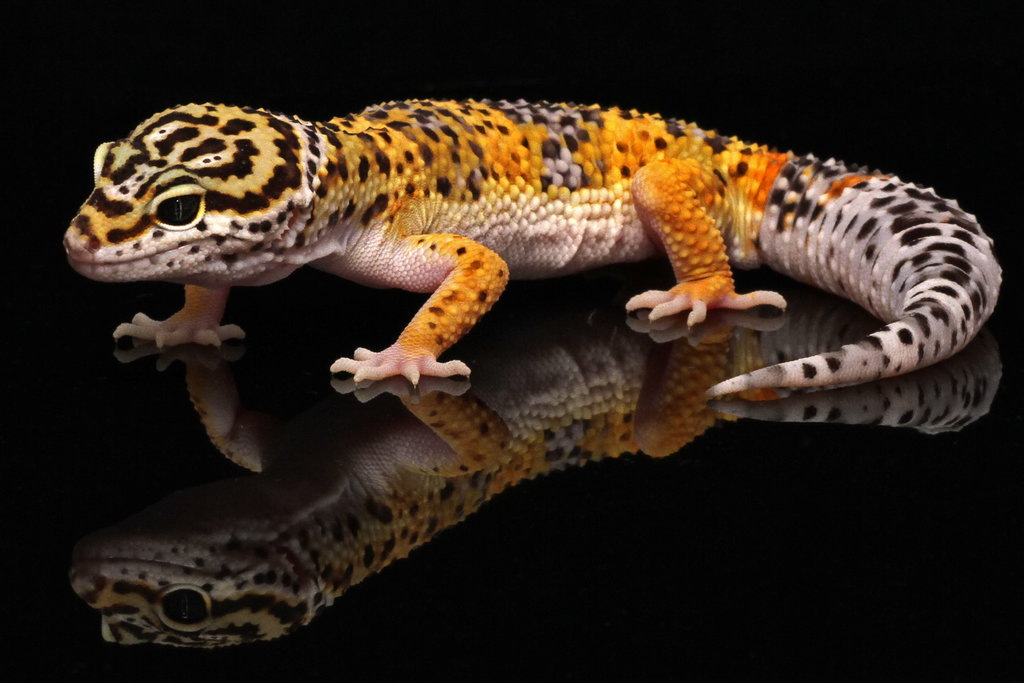 Leopard Gecko Wallpaper - Common Leopard Gecko Breeds , HD Wallpaper & Backgrounds
